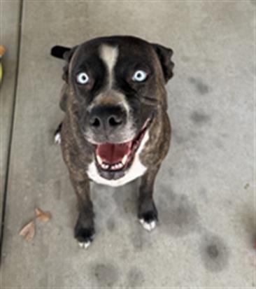 OCEAN, Adoptable, Adult Female Pit Bull Terrier & Siberian Husky.