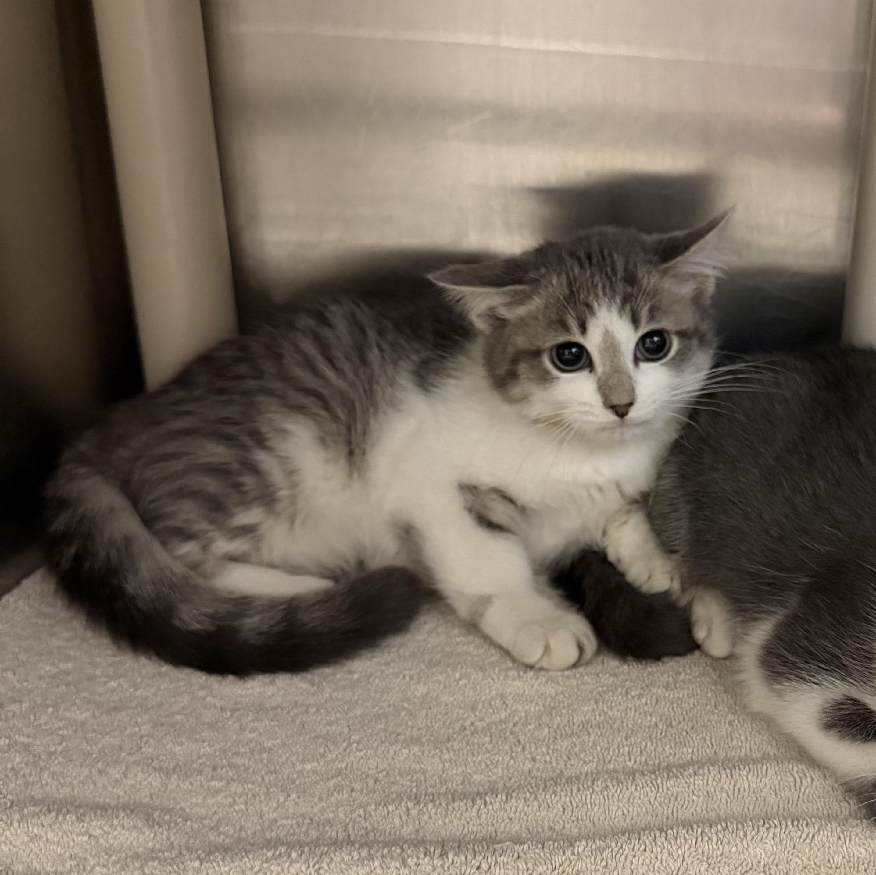 Enlarge Foxxy Love, a Adoptable Domestic Short Hair in Saint Charles, MO image 1/1