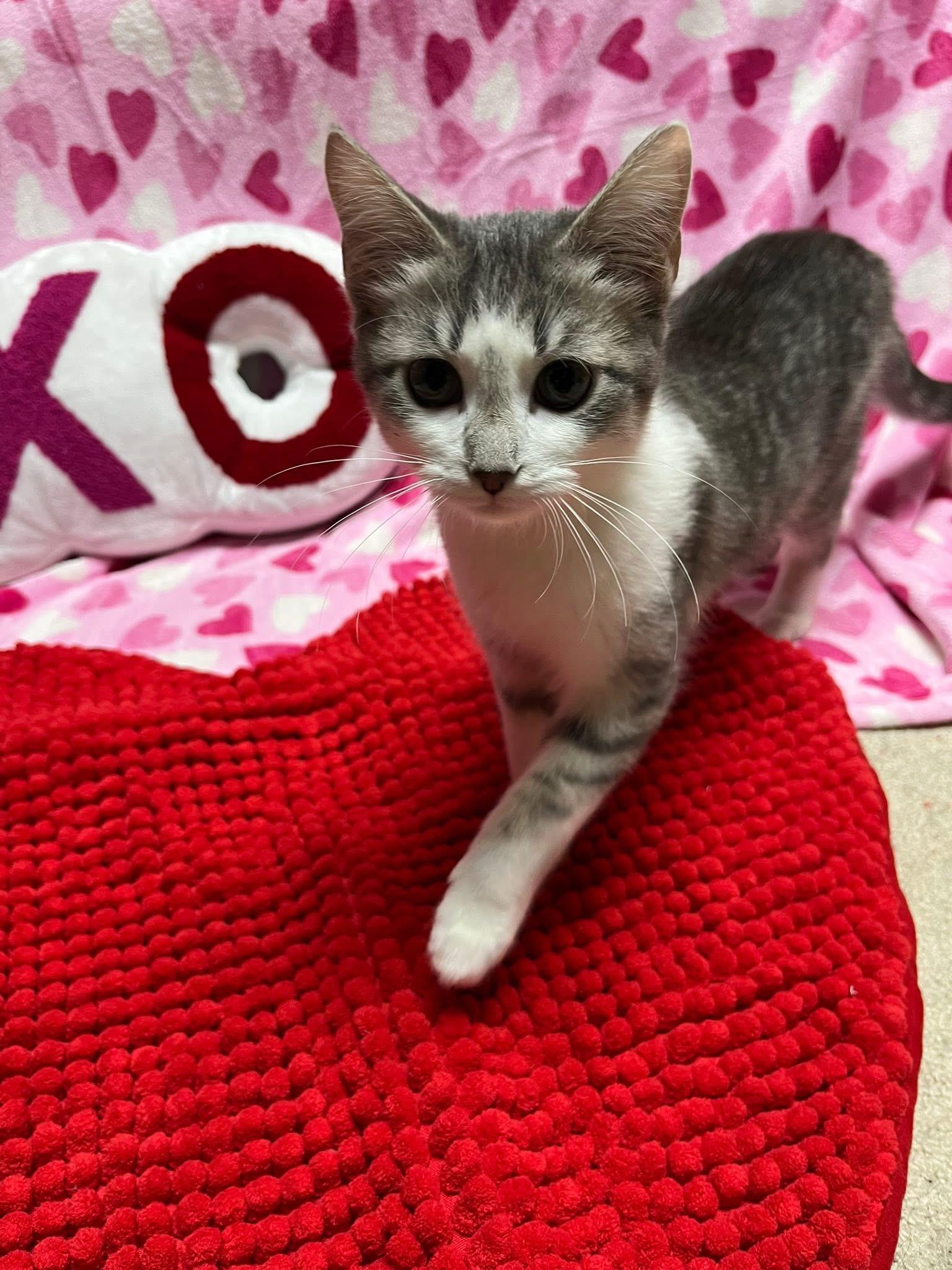 Enlarge Foxxy Love, an adopted Domestic Short Hair in Saint Charles, MO image 1/2