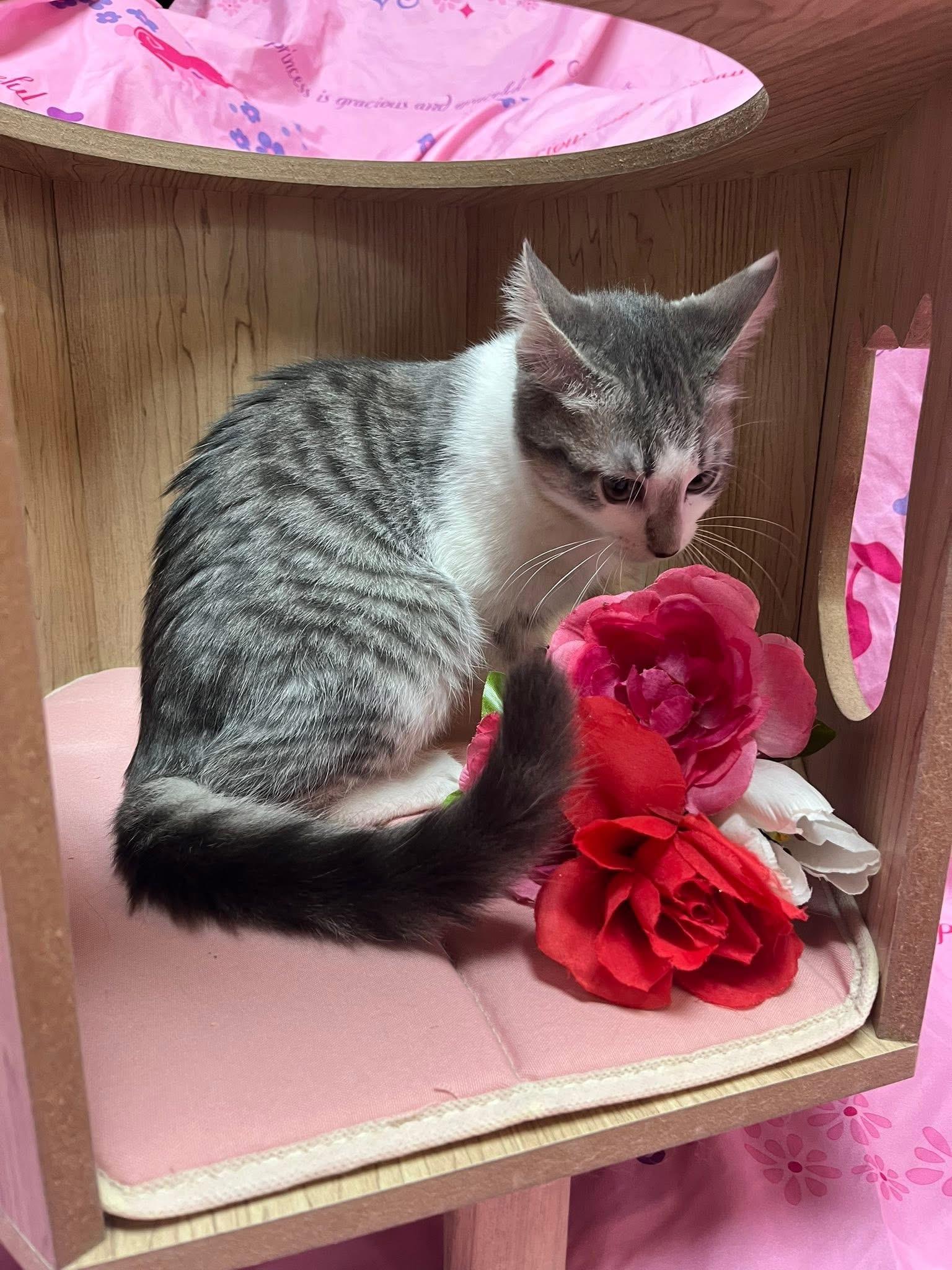 Enlarge Foxxy Love, an adopted Domestic Short Hair in Saint Charles, MO image 2/2