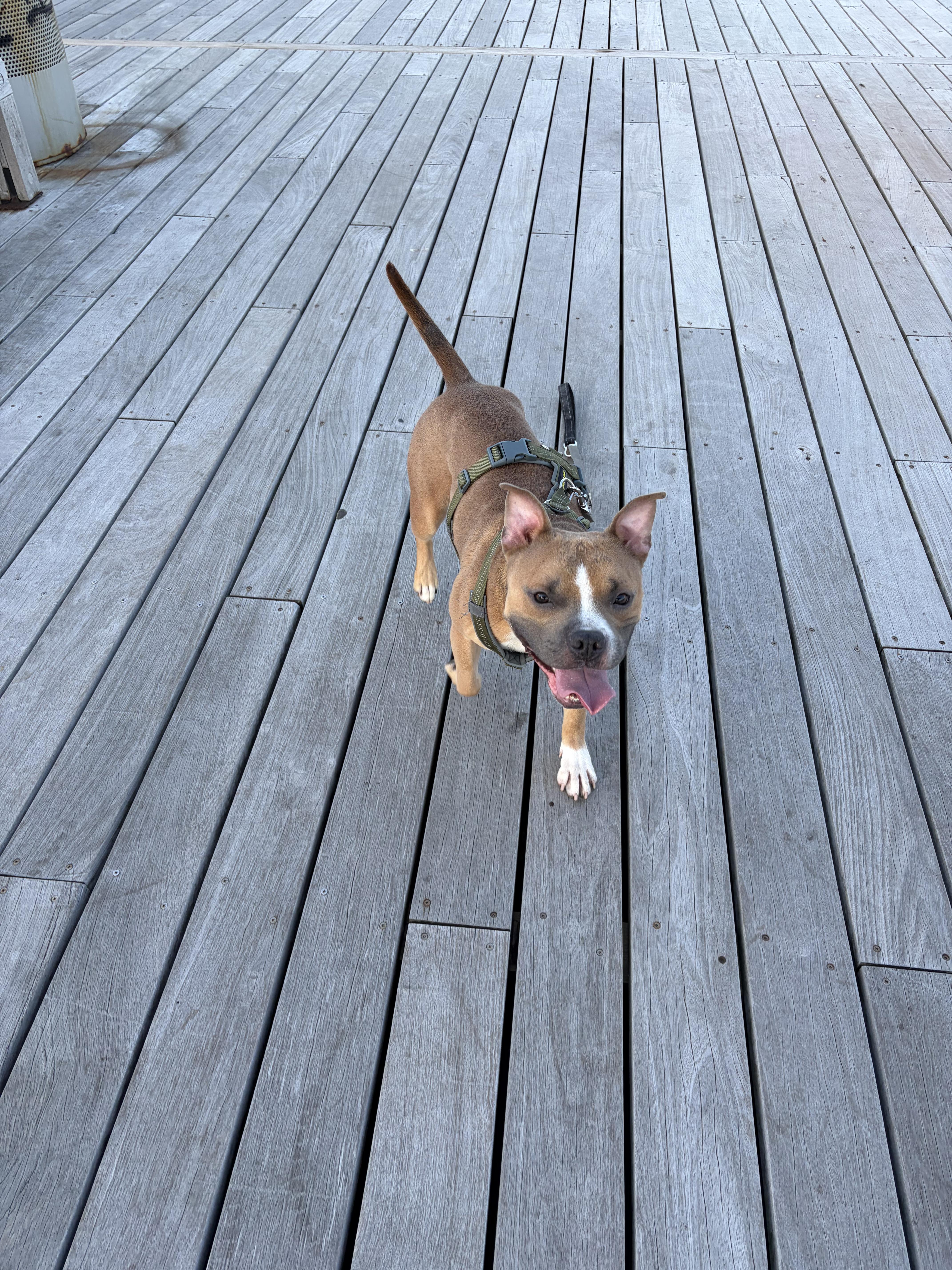 Enlarge Bruce, a ADOPTABLE mixed breed in New York, NY image 2/6