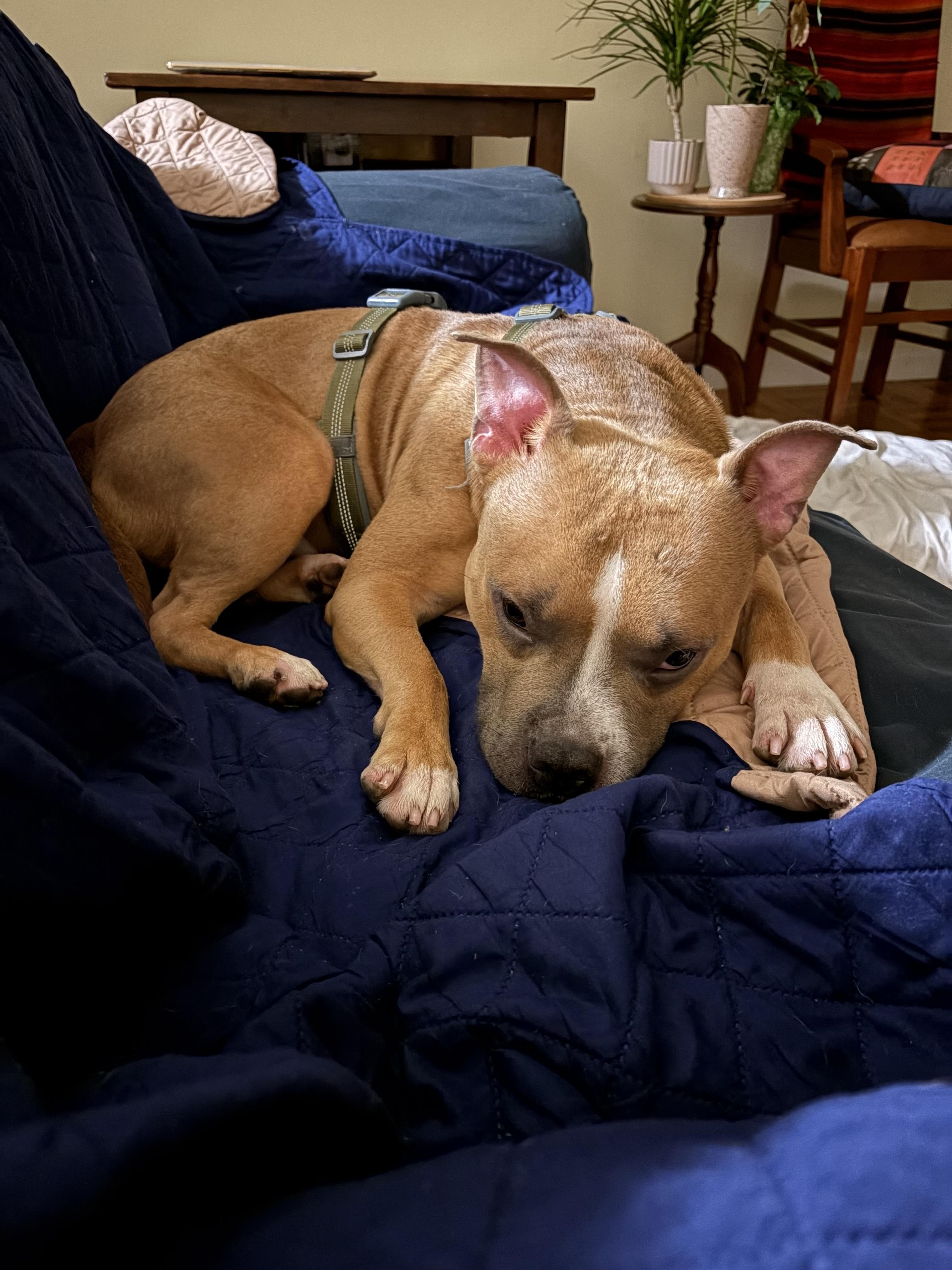 Enlarge Bruce, a ADOPTABLE mixed breed in New York, NY image 6/6
