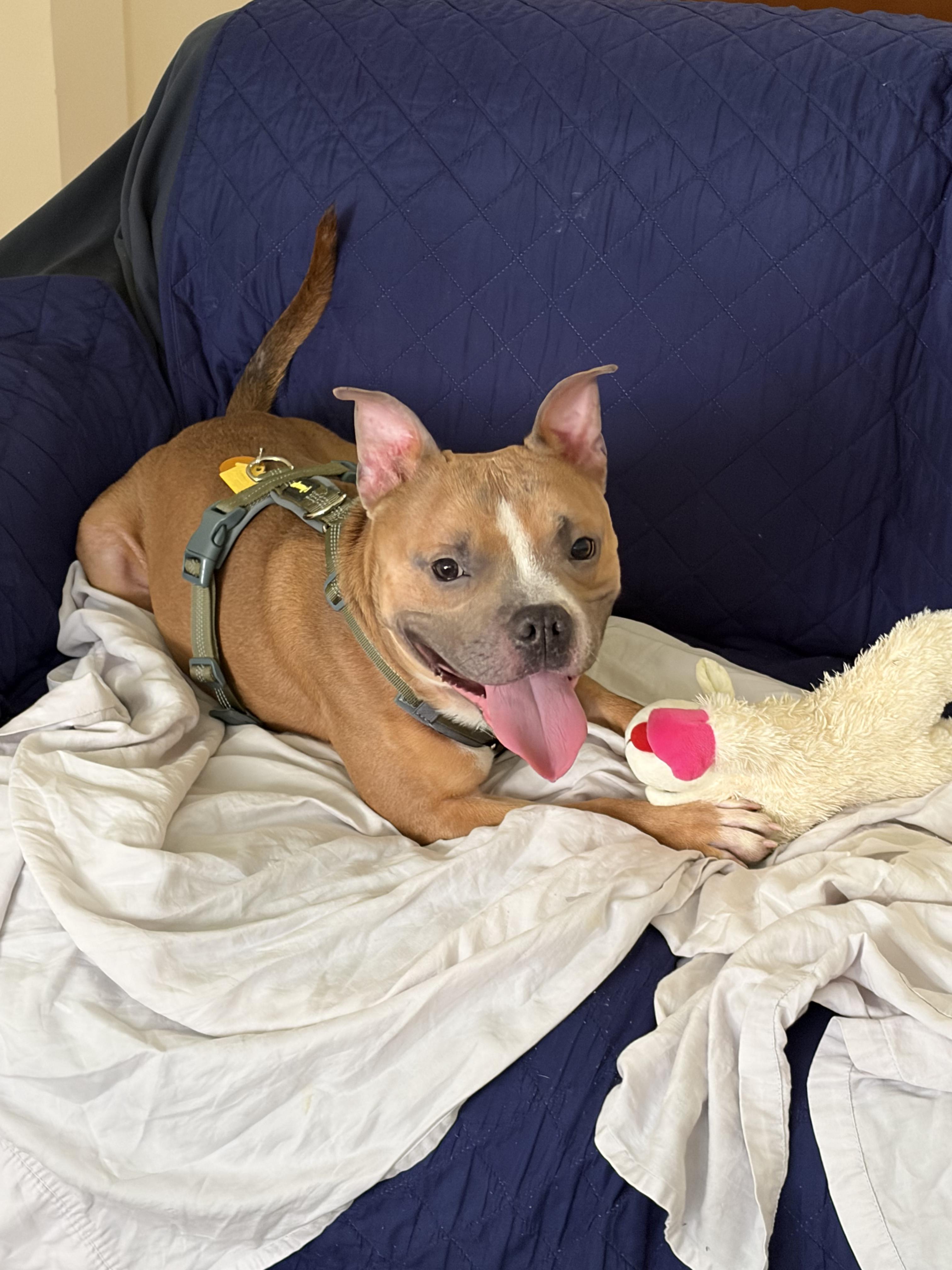 Bruce, ADOPTABLE, Adult Male Mixed Breed.