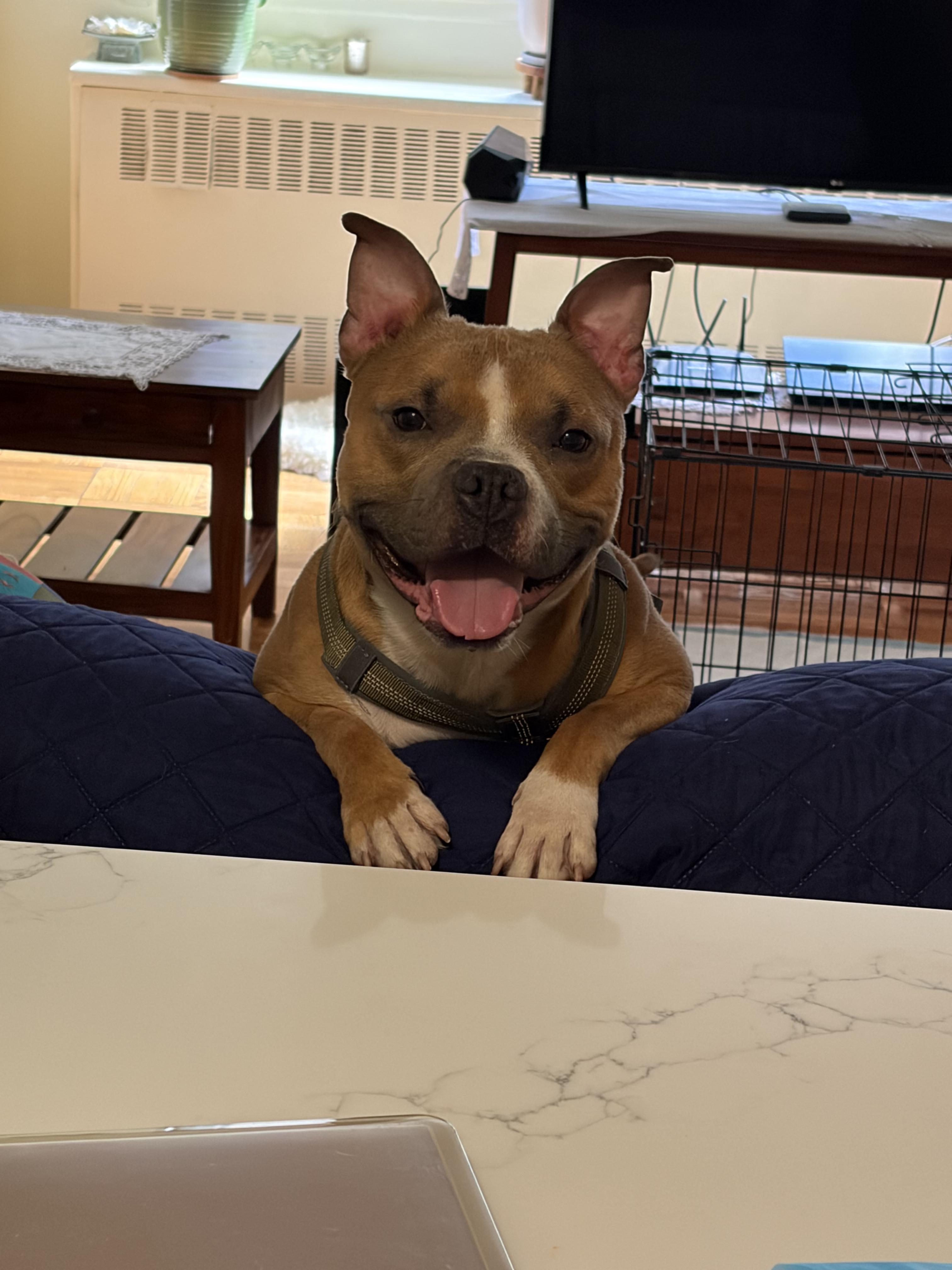Enlarge Bruce, a ADOPTABLE mixed breed in New York, NY image 3/6