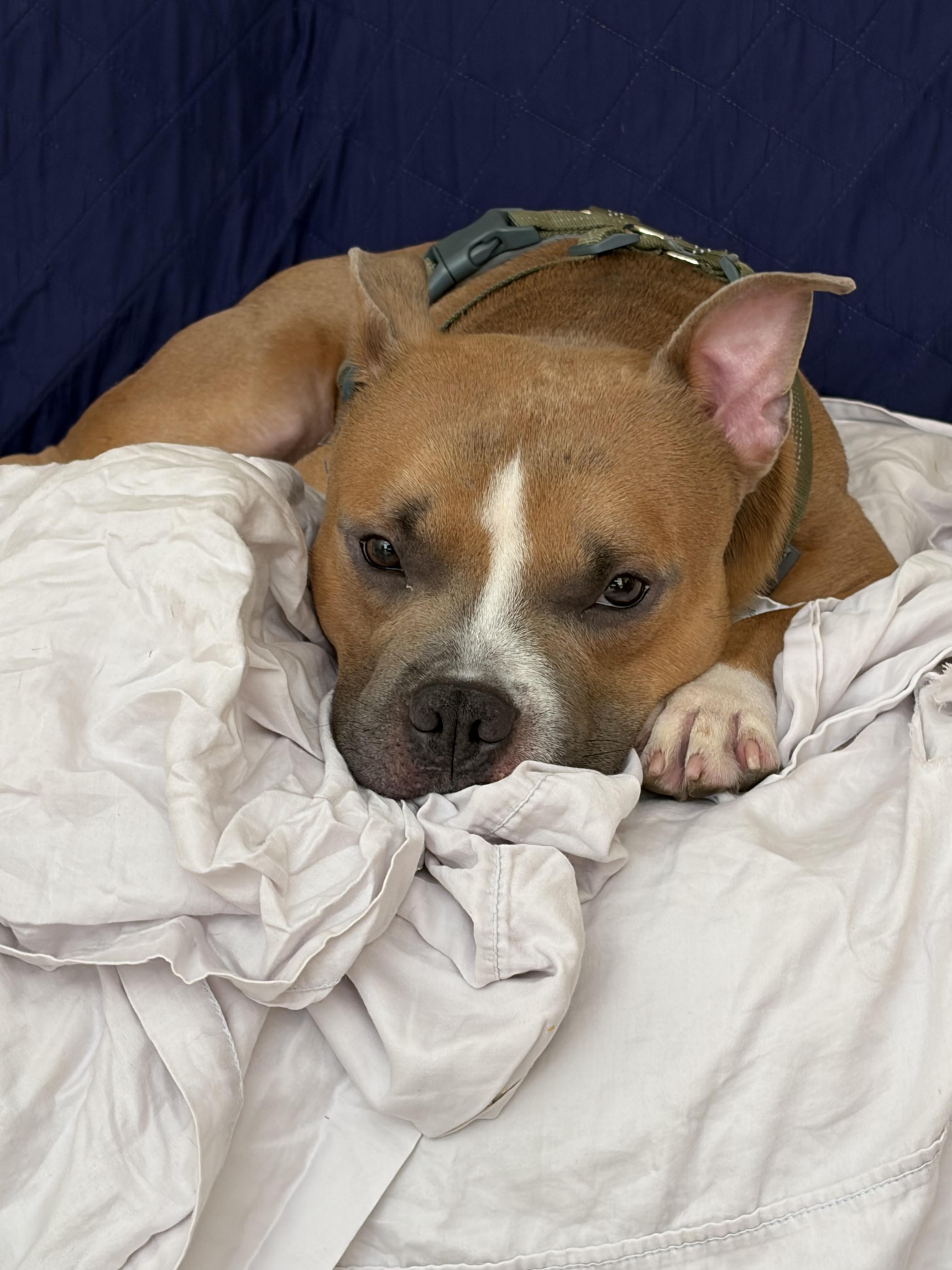 Enlarge Bruce, a ADOPTABLE mixed breed in New York, NY image 5/6