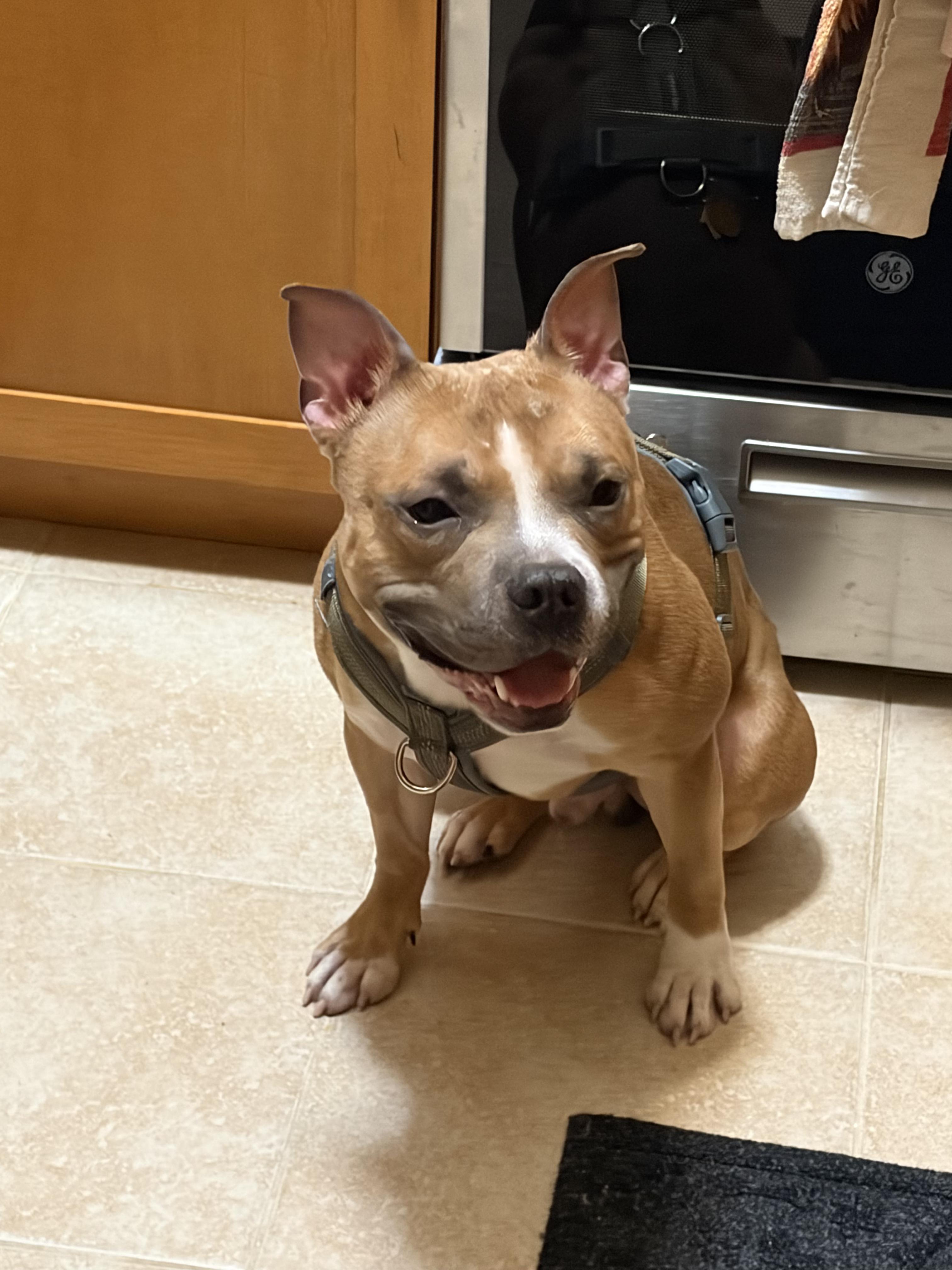 Enlarge Bruce, a ADOPTABLE mixed breed in New York, NY image 4/6