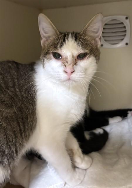 PETER, Adoptable, Kitten Male Domestic Short Hair.