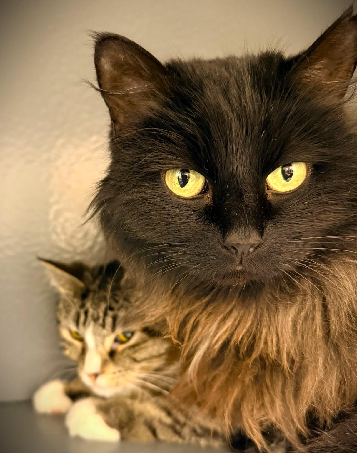 Enlarge MiLLY @ Petsmaart Mankato, a ADOPTABLE Domestic Short Hair in Mankato, MN image 3/3