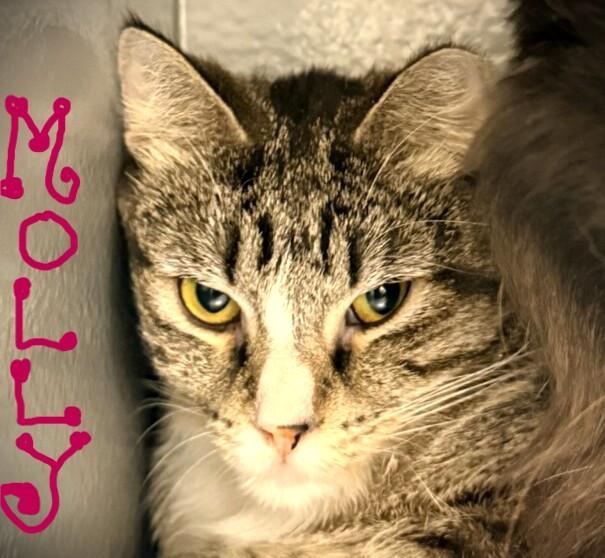 Enlarge MiLLY @ Petsmaart Mankato, a ADOPTABLE Domestic Short Hair in Mankato, MN image 2/3