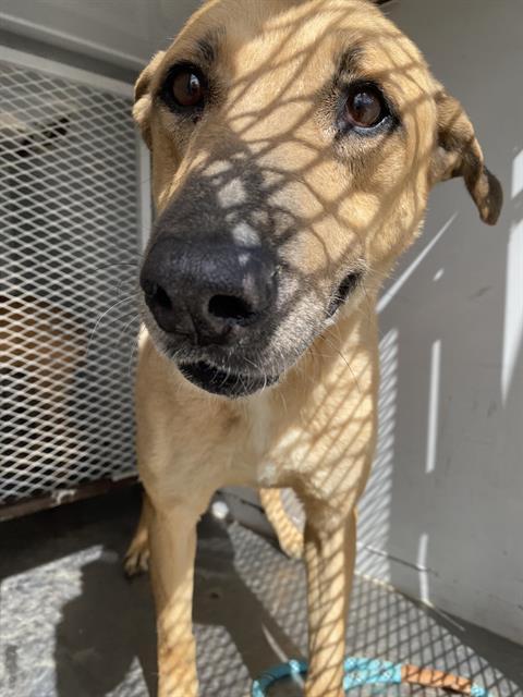 Sassy, an adoptable mixed breed in Thousand Oaks, CA image 2/2