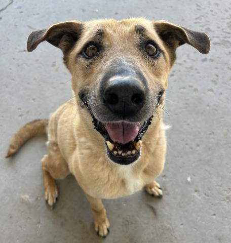 Sassy, adoptable, Senior Female Shepherd & Mixed Breed.