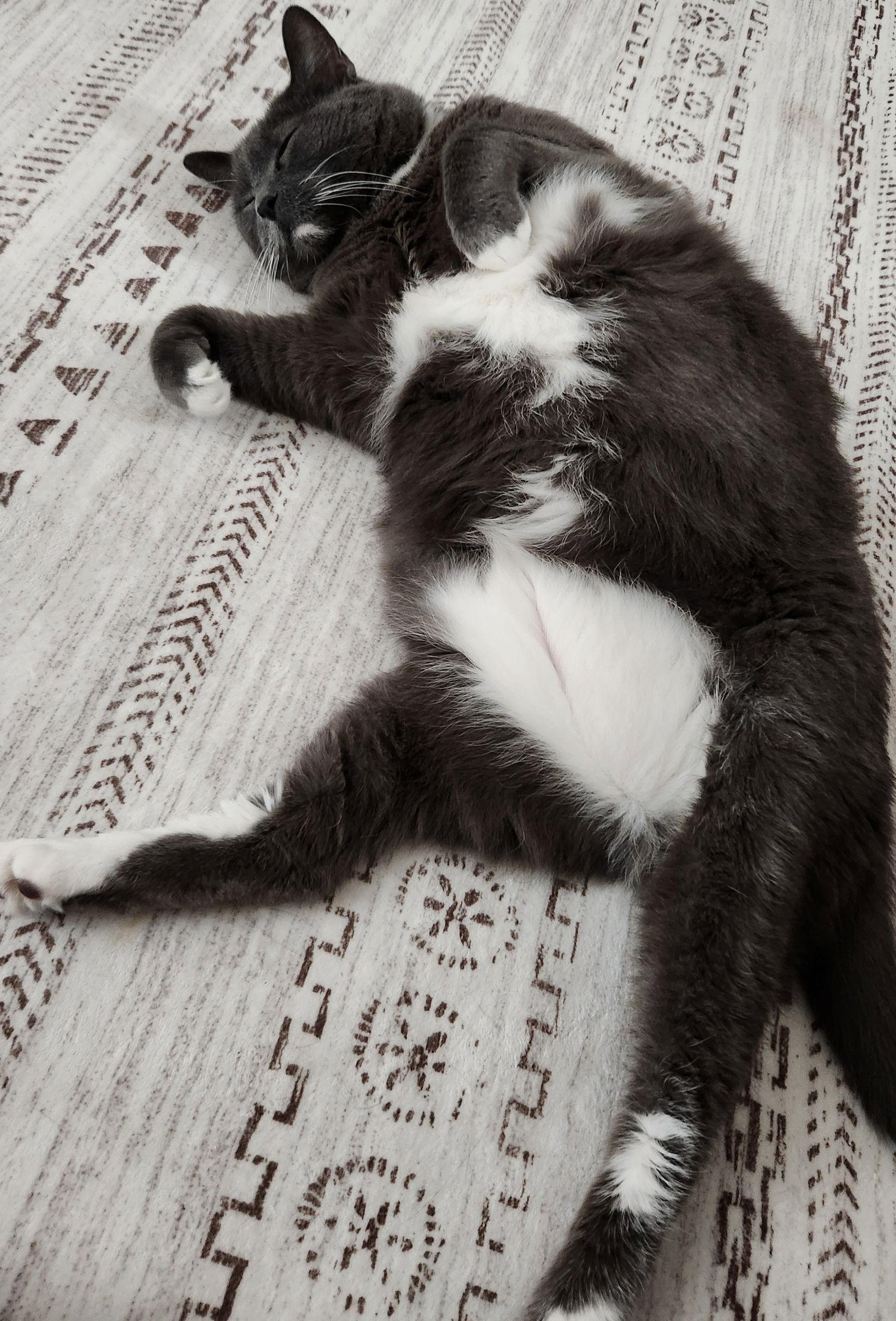 Mufasa, a Adoptable Domestic Short Hair in Rochester, NY image 1/2