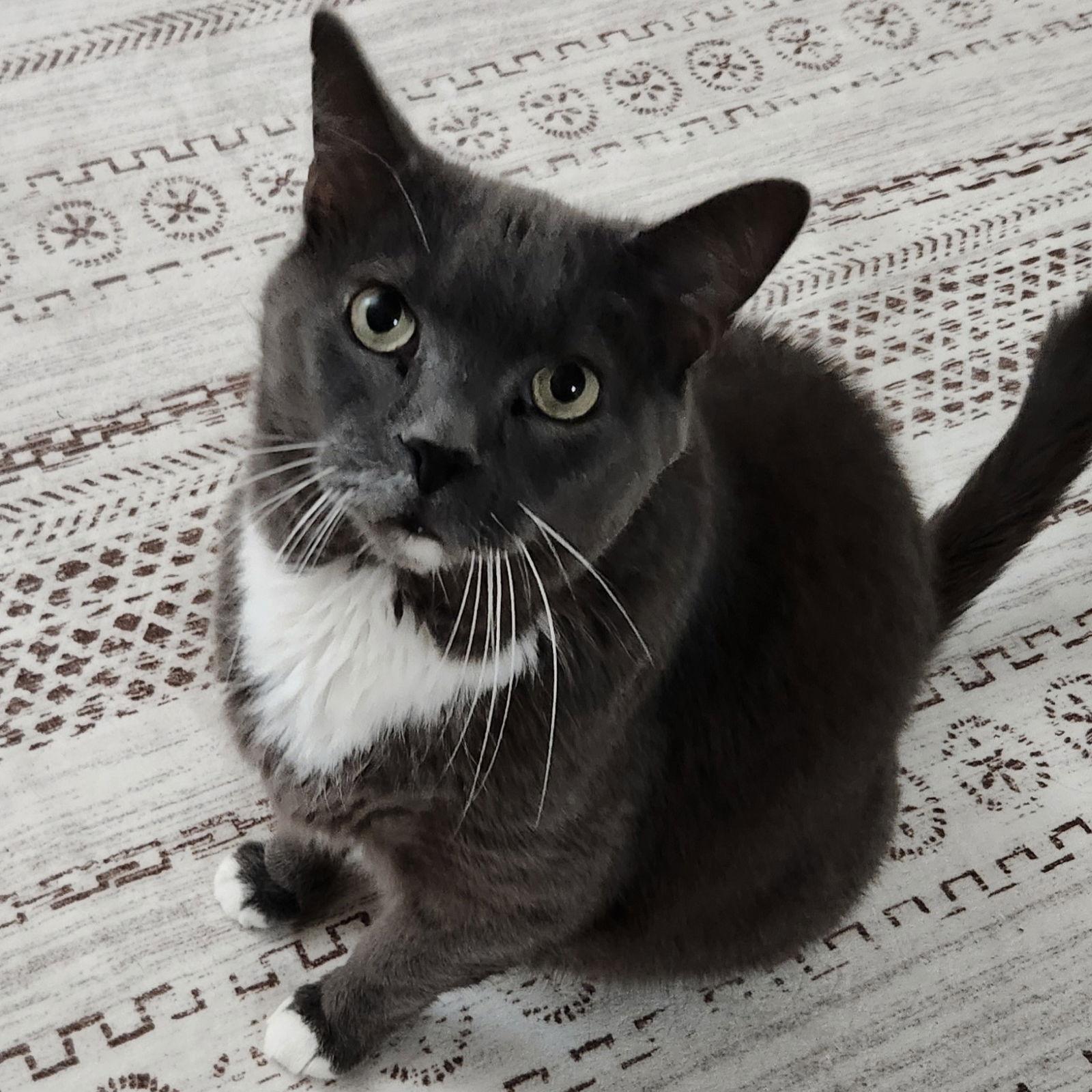 Mufasa, a Adoptable Domestic Short Hair in Rochester, NY image 2/2