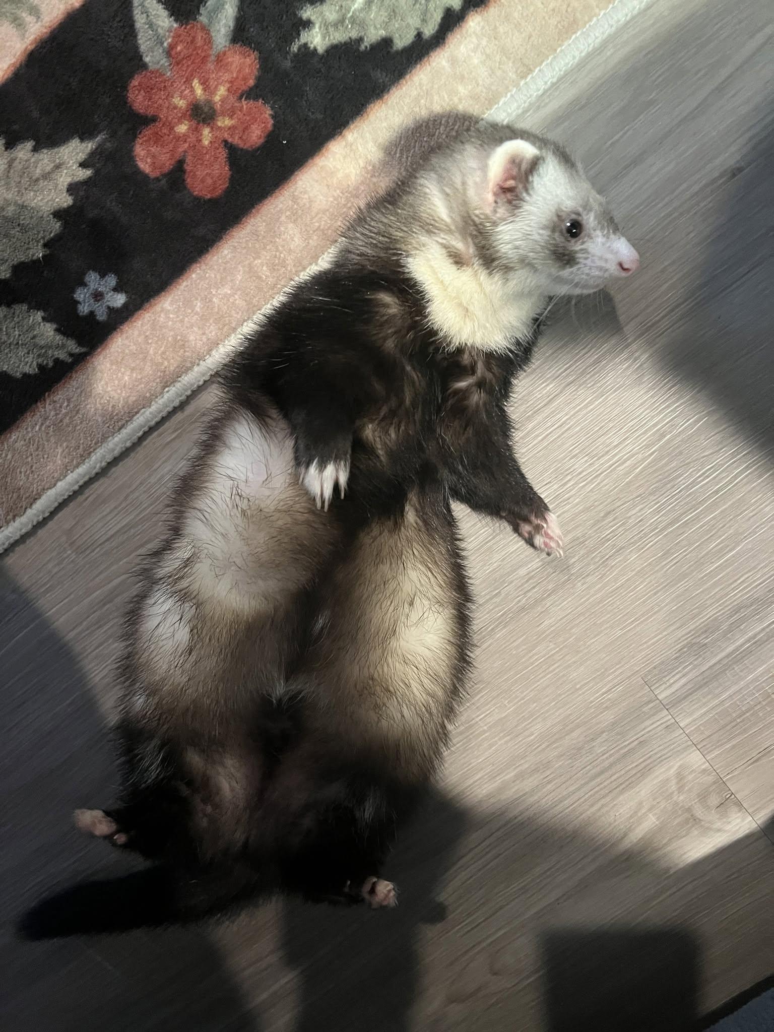 Mac, ADOPTABLE, Young Male Ferret.