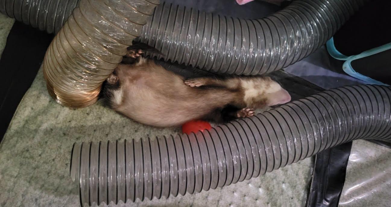 Enlarge Mac, a ADOPTABLE Ferret in Acworth, GA image 2/2