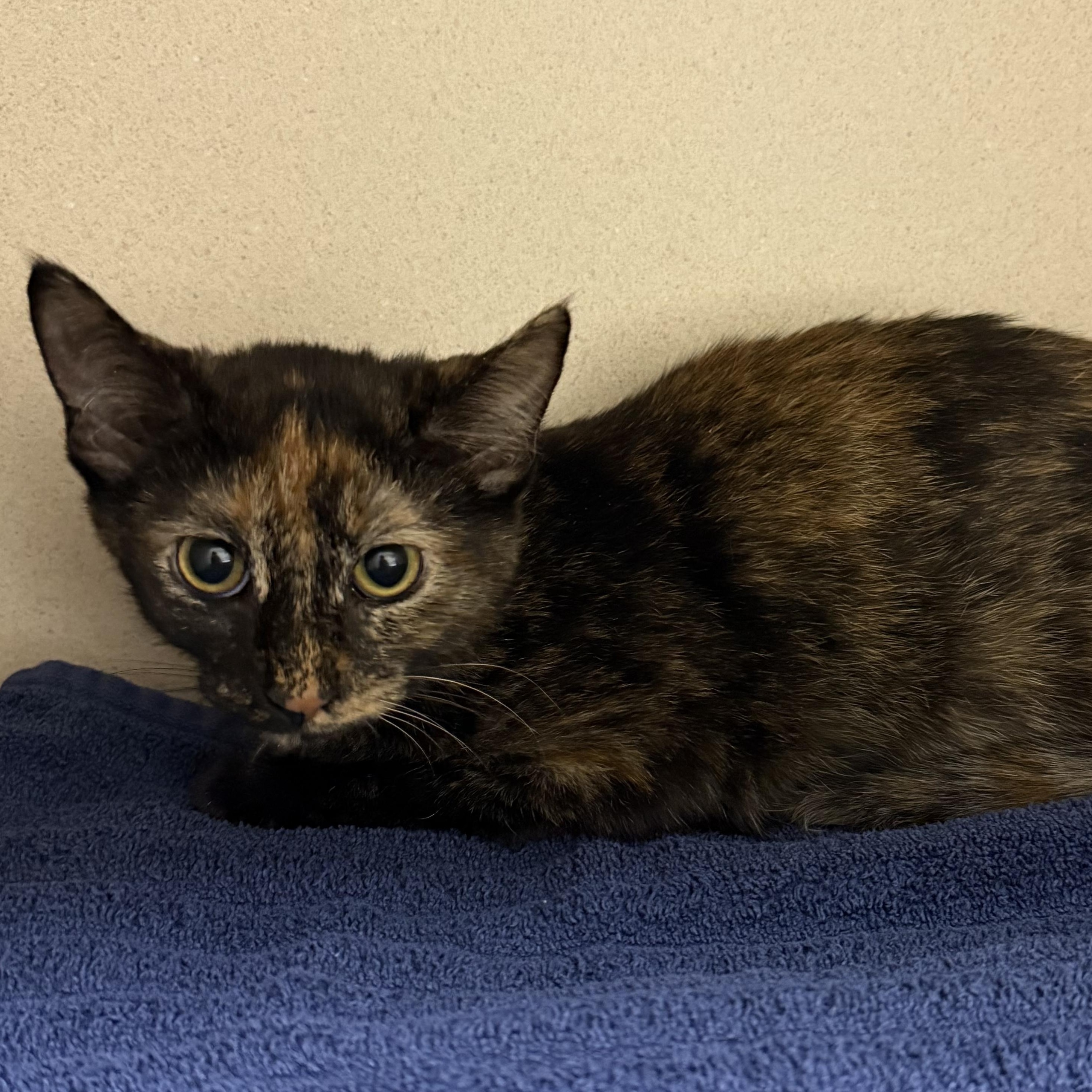Merida, adoptable, Kitten Female Domestic Short Hair.