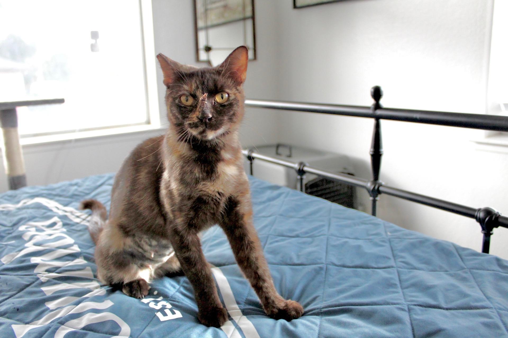 Enlarge Reeses, an adopted Tortoiseshell in Tracy, CA image 1/3