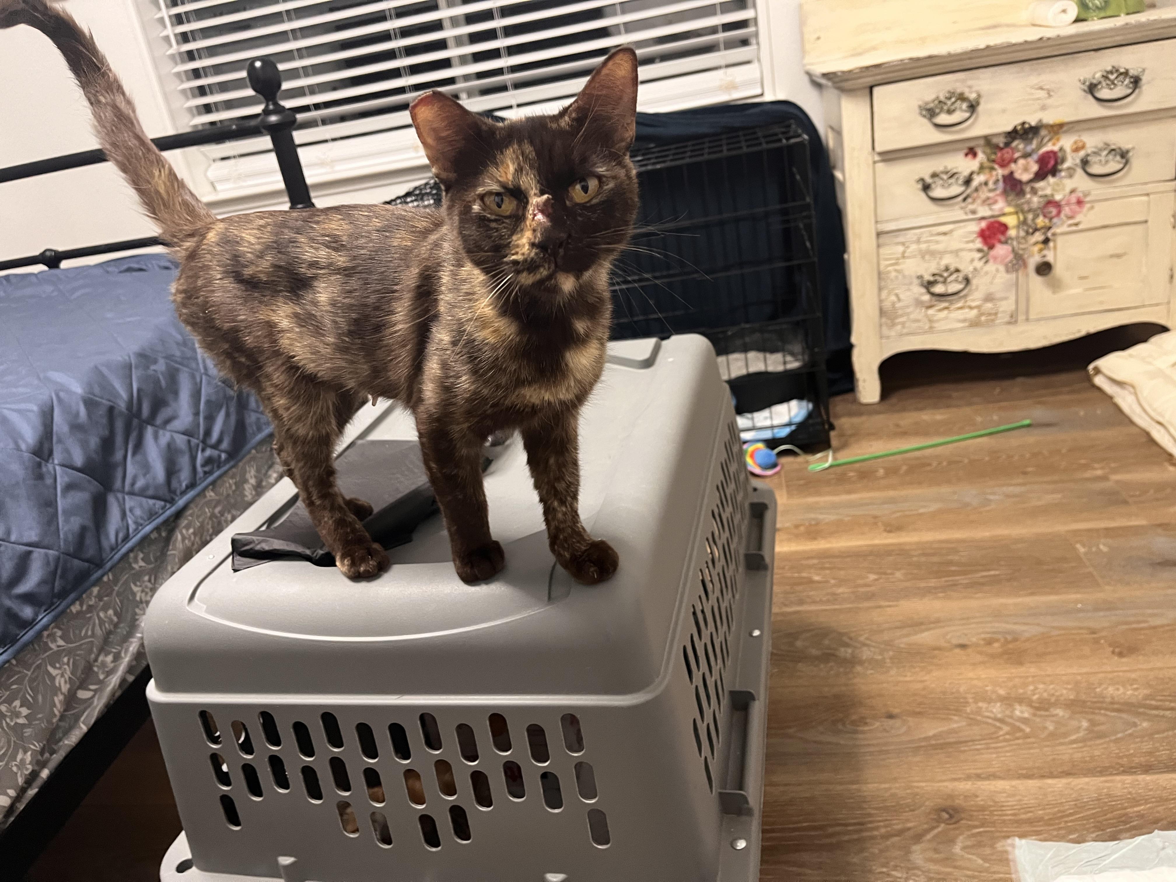 Enlarge Reeses, an adopted Tortoiseshell in Tracy, CA image 2/3