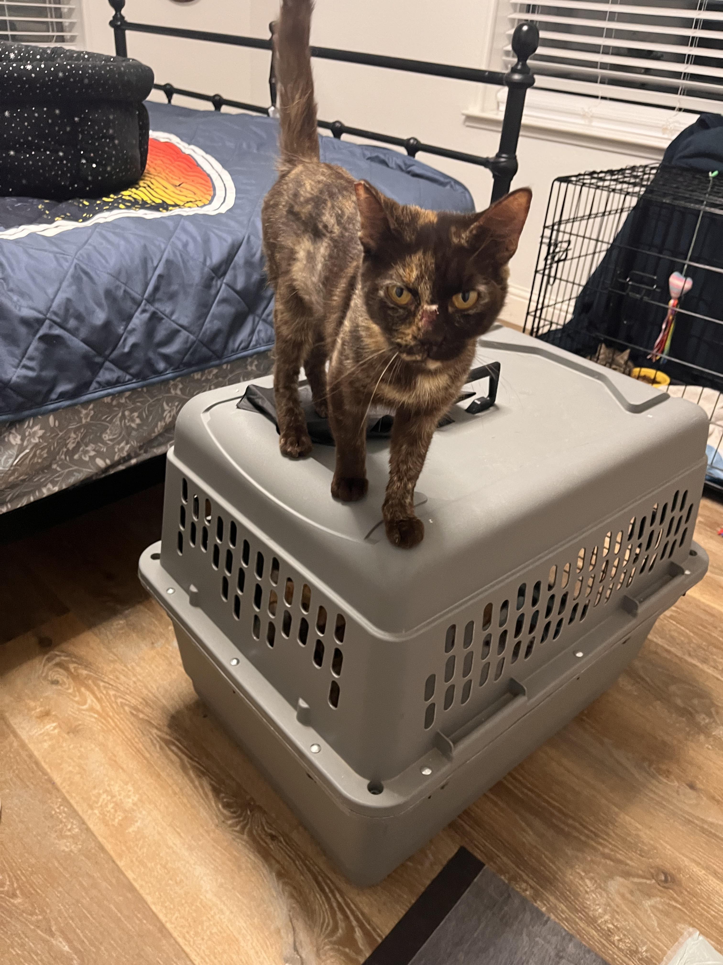 Enlarge Reeses, an adopted Tortoiseshell in Tracy, CA image 3/3