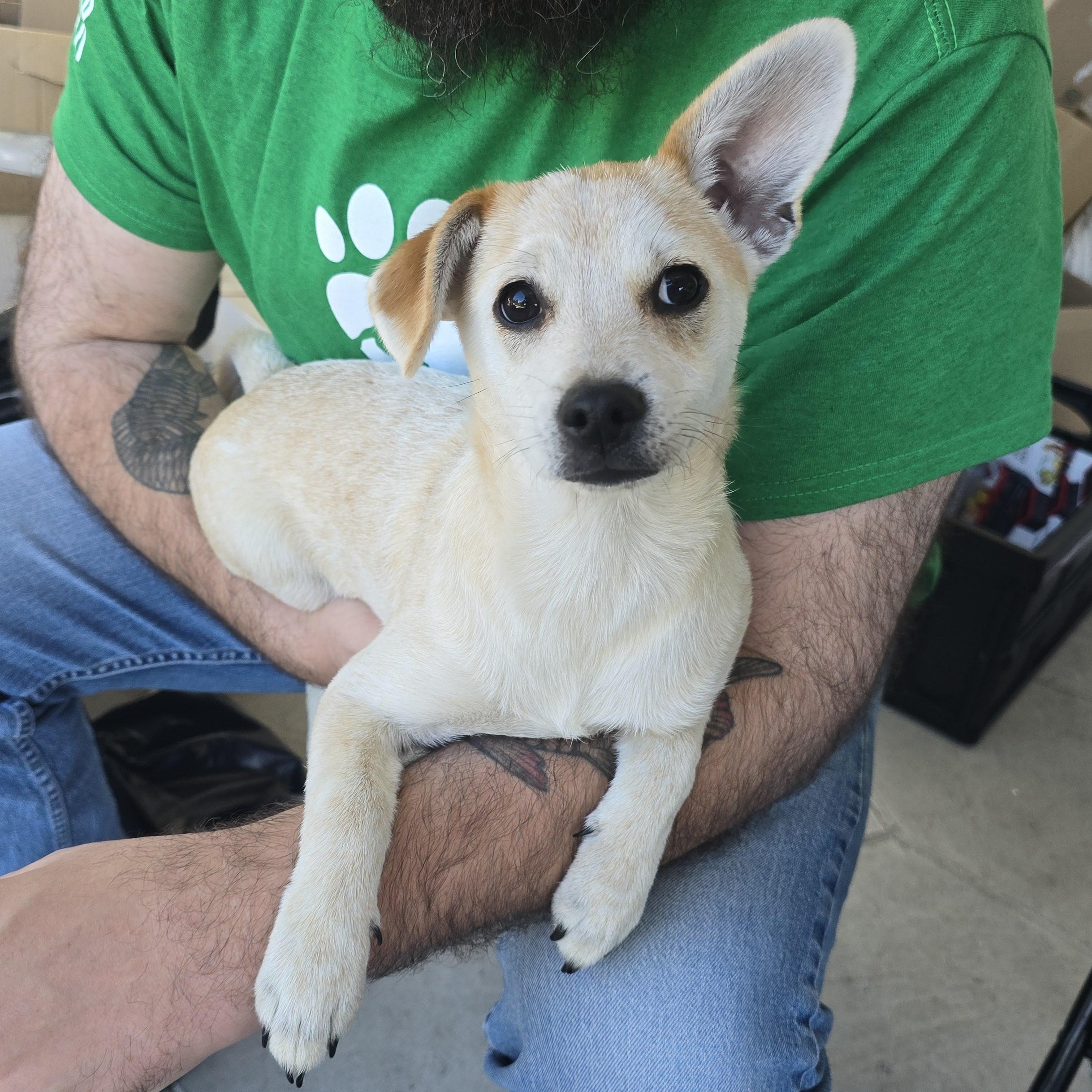Enlarge Mesa, a Adoptable mixed breed in Buckley, WA image 2/6