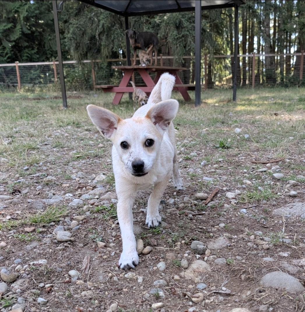Enlarge Mesa, a Adoptable mixed breed in Buckley, WA image 5/6