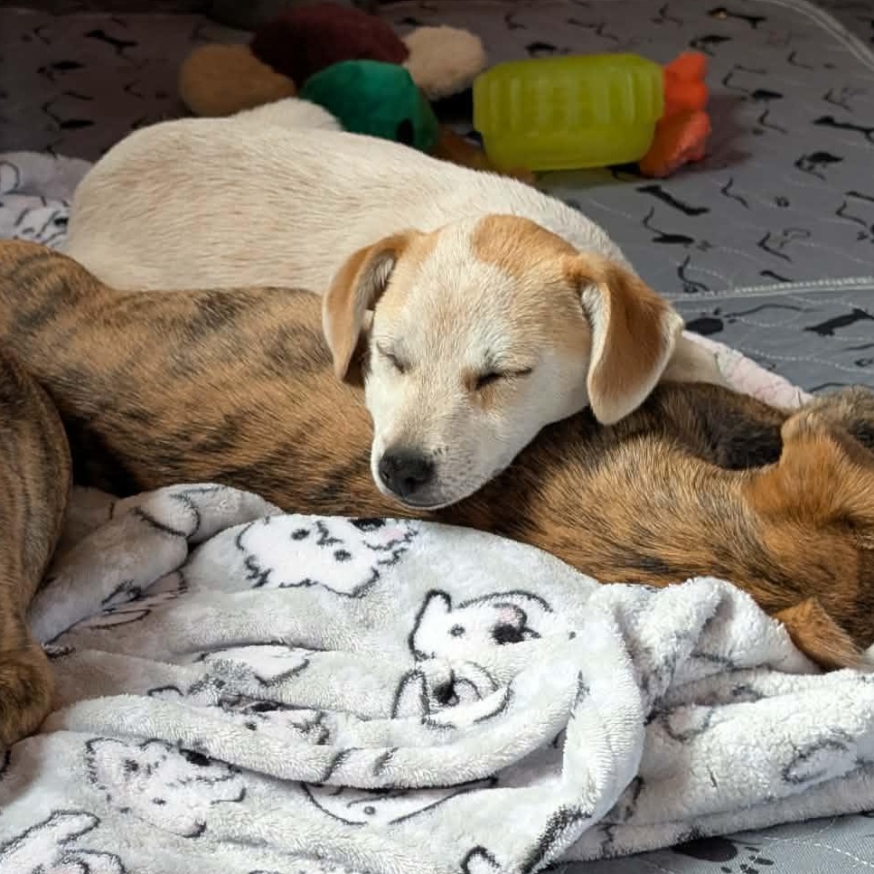 Enlarge Mesa, a Adoptable mixed breed in Buckley, WA image 3/6