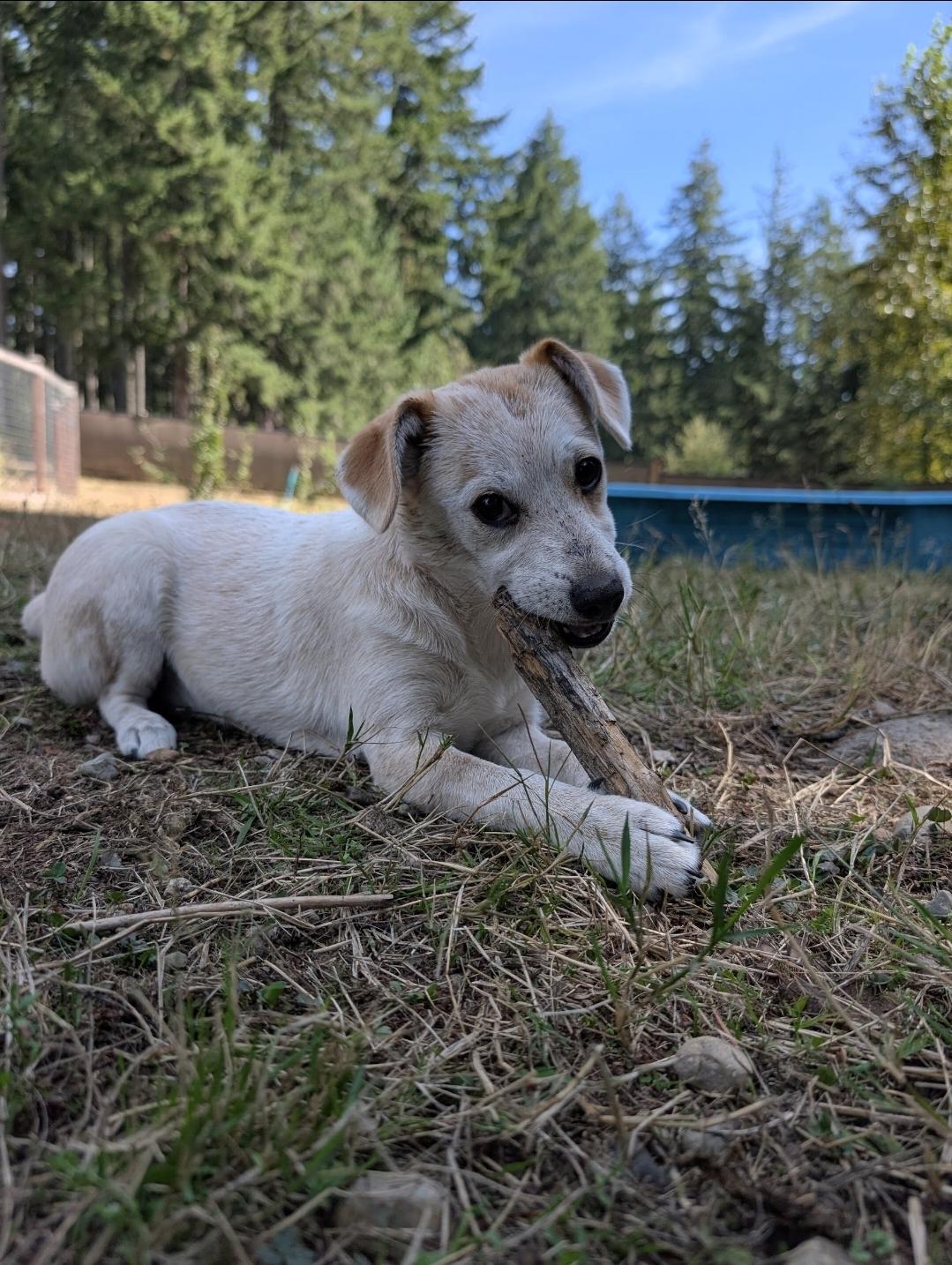 Enlarge Mesa, a Adoptable mixed breed in Buckley, WA image 6/6