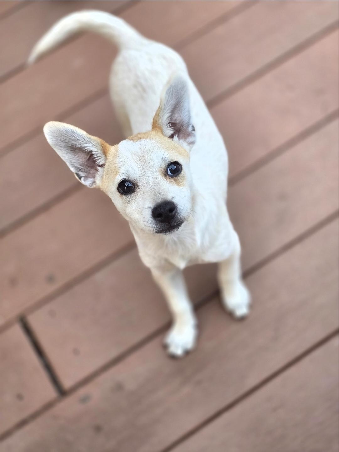 Mesa, Adoptable, Young Female Australian Cattle Dog / Blue Heeler & Wirehaired Terrier.