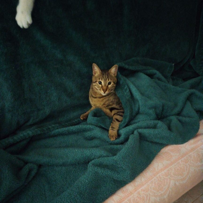 Rysik, a ADOPTABLE mixed breed in Brampton, ON image 2/4