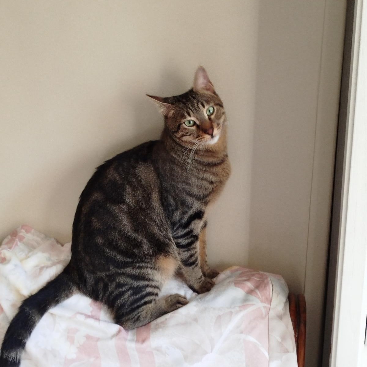 Rysik, a ADOPTABLE mixed breed in Brampton, ON image 3/4