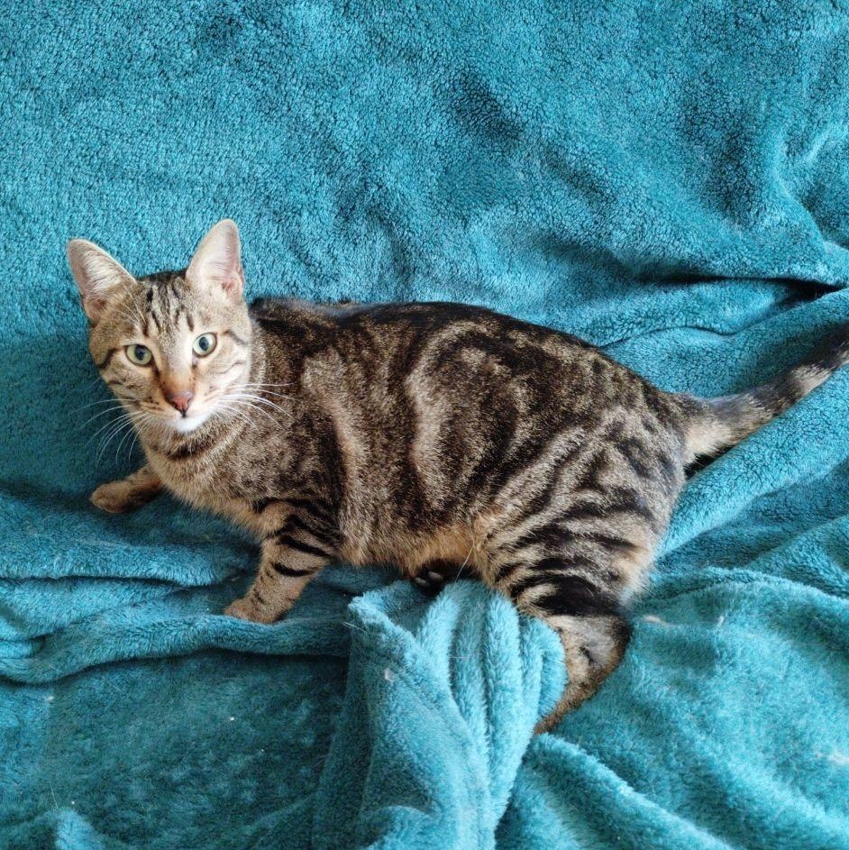 Rysik, ADOPTABLE, Young Male Egyptian Mau & Domestic Short Hair.
