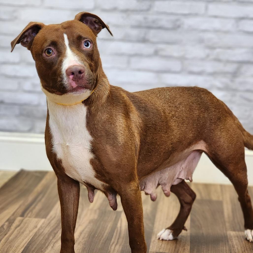 Enlarge Charmer, a Adoptable mixed breed in Montgomery, AL image 1/2