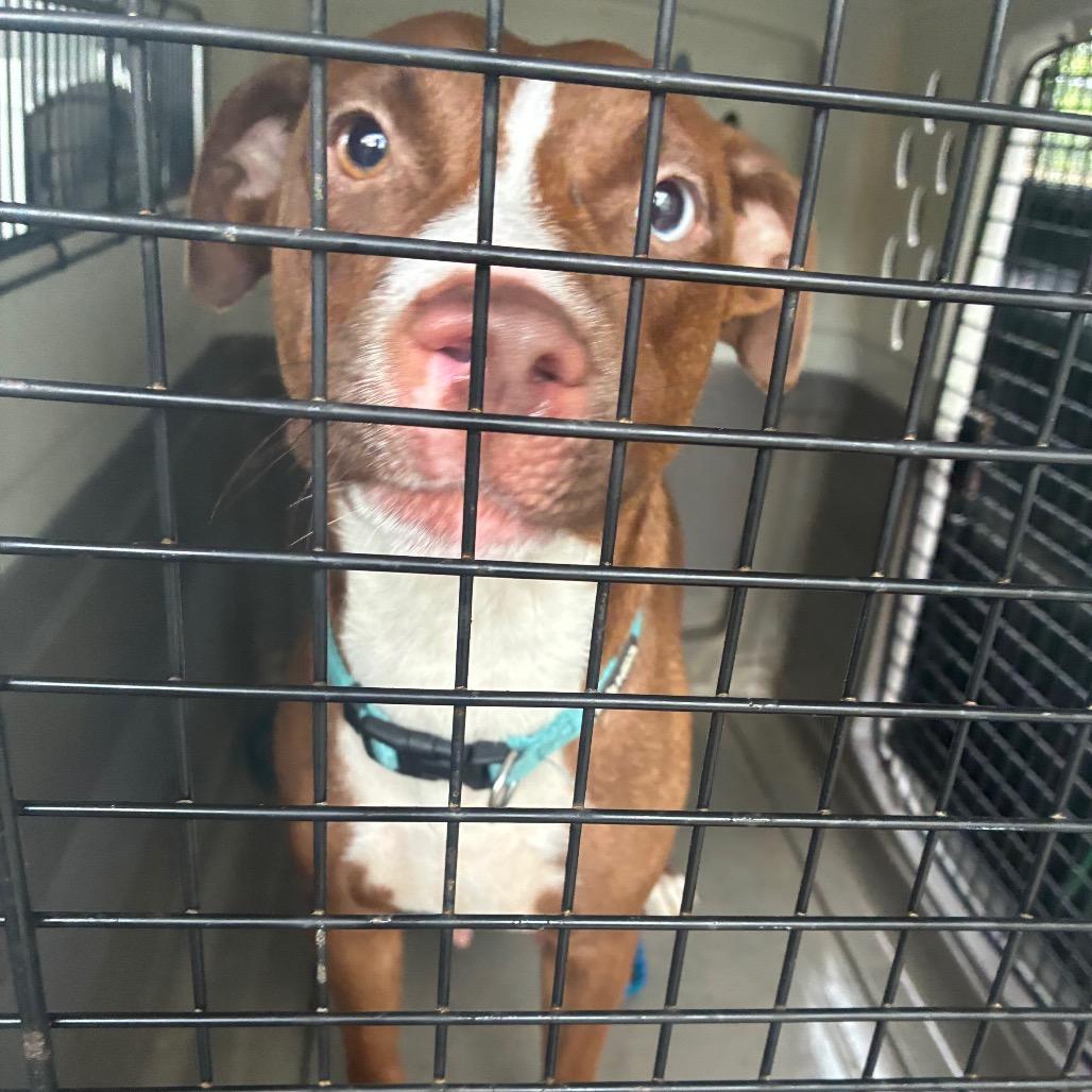 Enlarge Charmer, a Adoptable mixed breed in Montgomery, AL image 2/2