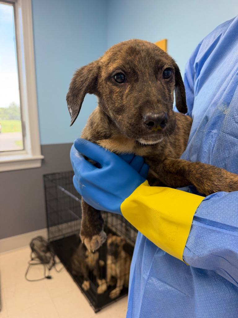 Enlarge Rusty 3, a Adoptable mixed breed in Culpeper, VA image 1/1