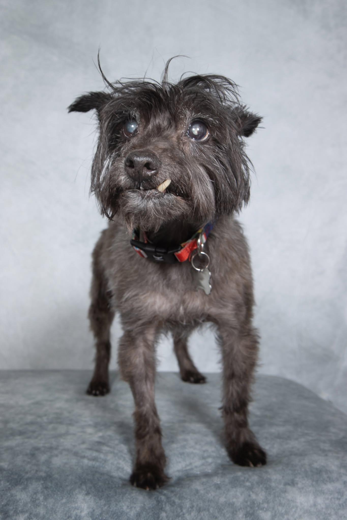 Enlarge Geoffrey, a Adoptable mixed breed in Cleveland, OH image 1/5