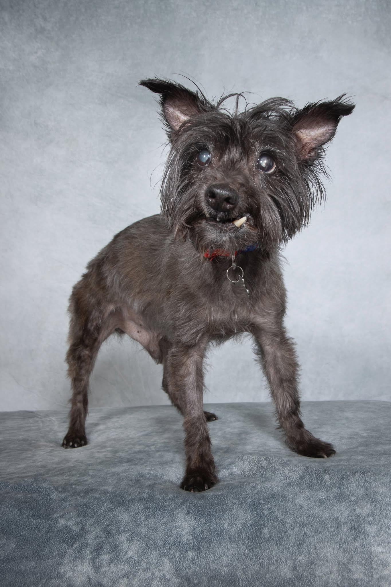 Enlarge Geoffrey, a Adoptable mixed breed in Cleveland, OH image 4/5