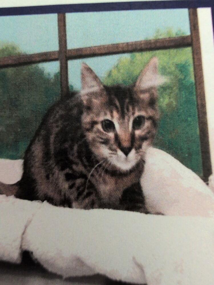 Nina 3, Adoptable, Kitten Female Domestic Short Hair.