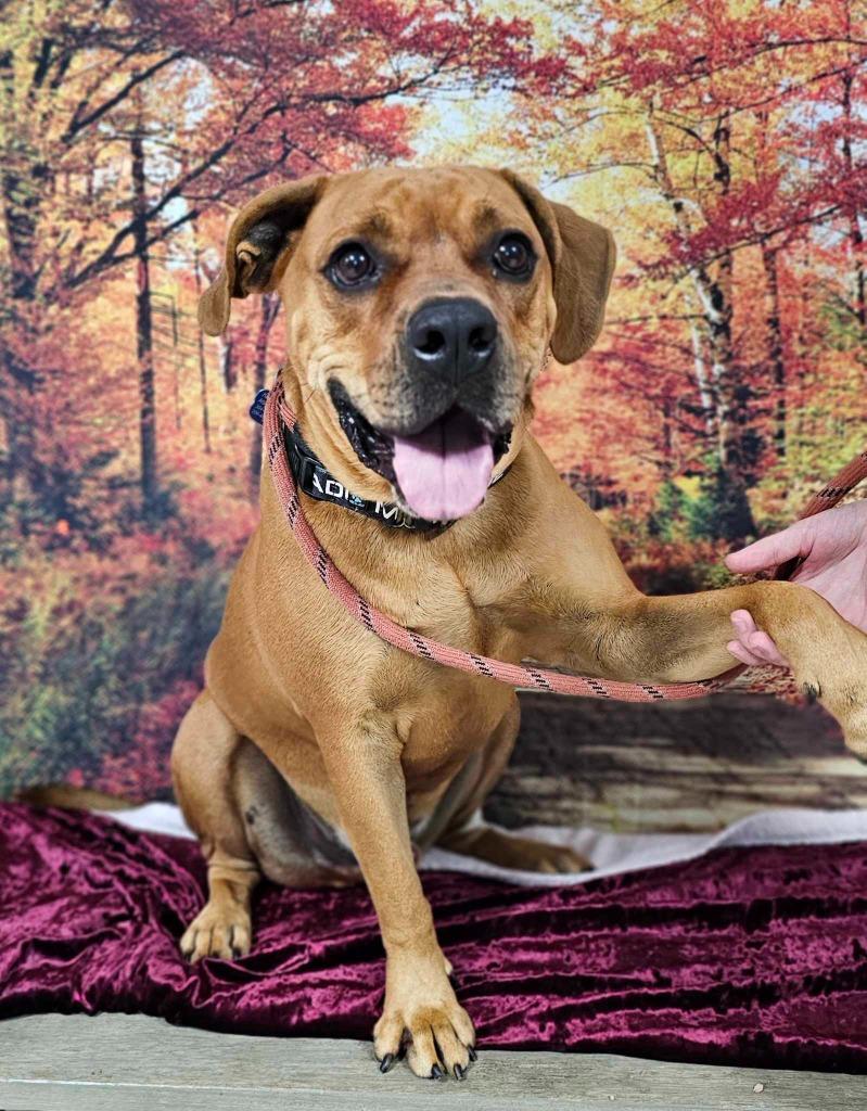 Clifford, Adoptable, Adult Male Coonhound.