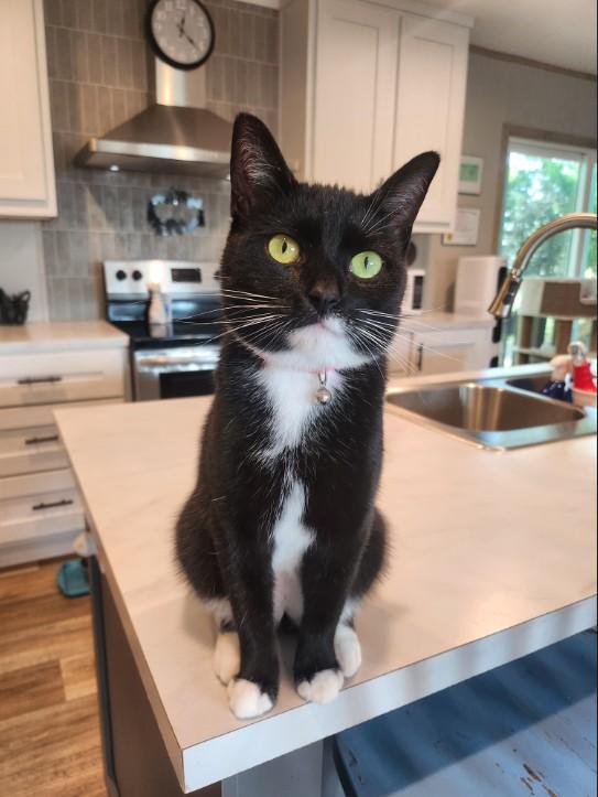 Blossom, Adoptable, Young Female Domestic Short Hair.