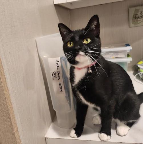 Enlarge Blossom, a Adoptable mixed breed in Hampstead, NC image 2/5