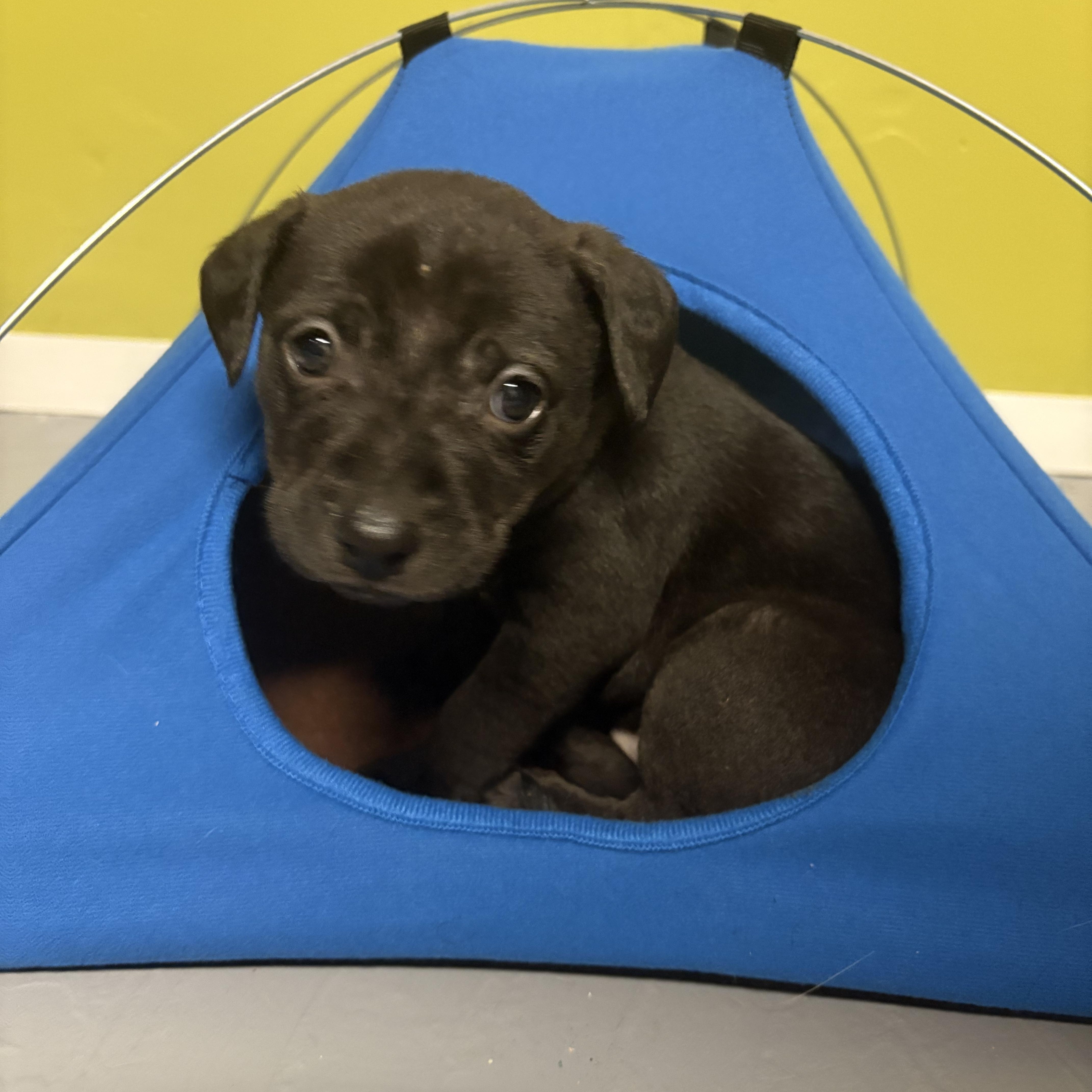 Enlarge Kevin, a ADOPTABLE Mixed Breed in Saskatoon, SK image 1/6