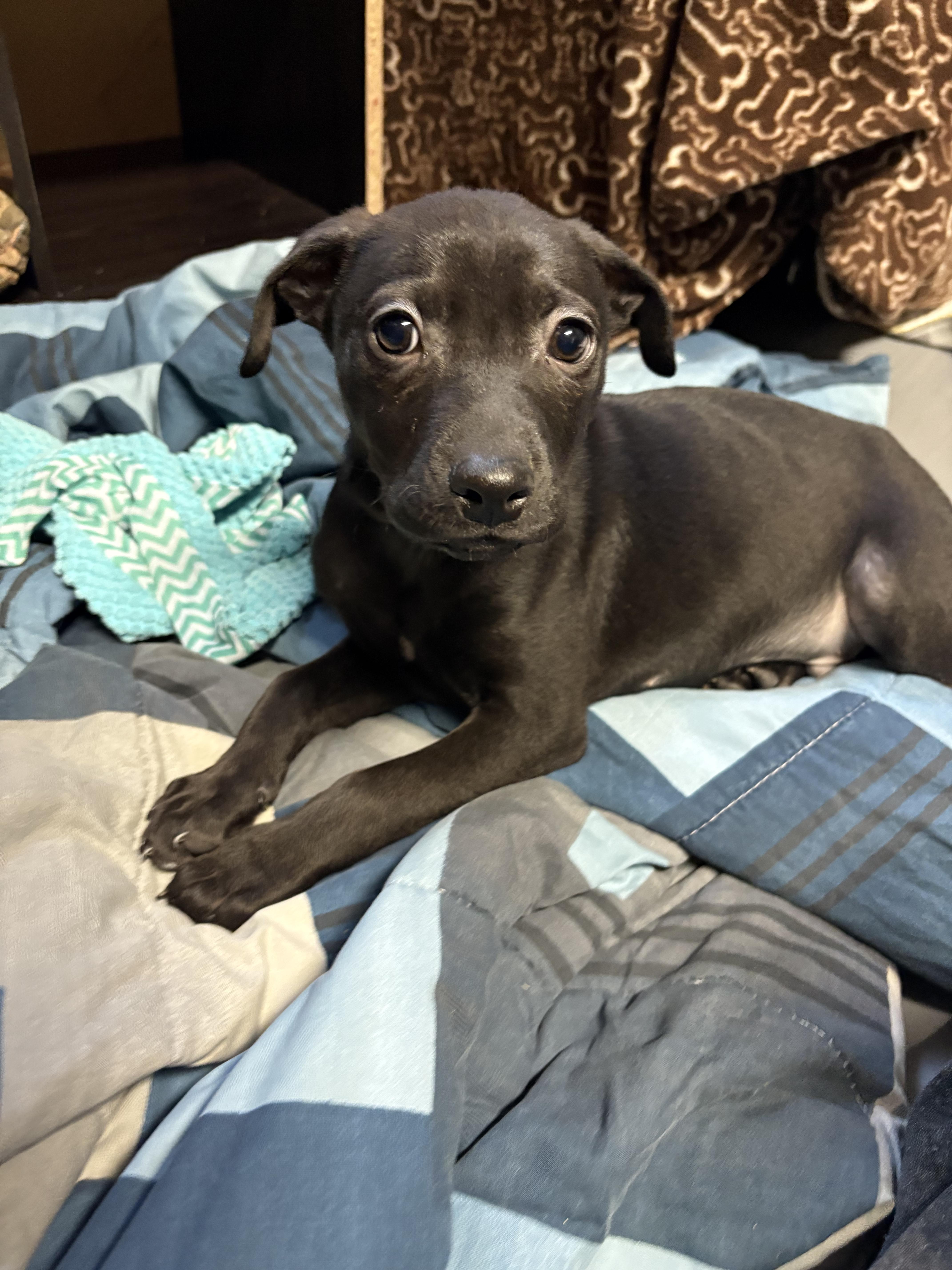 Enlarge Kevin, a ADOPTABLE Mixed Breed in Saskatoon, SK image 2/3