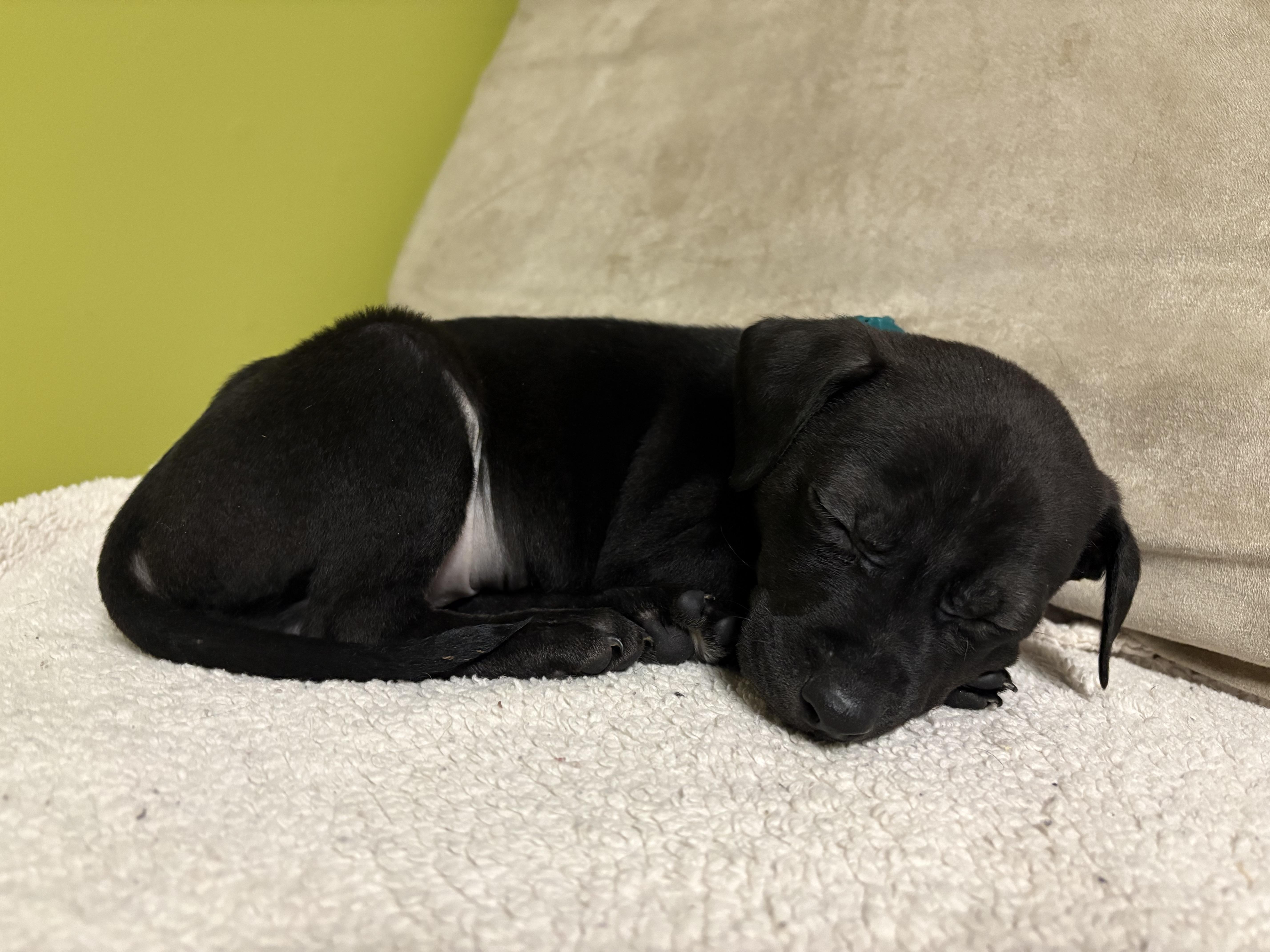 Enlarge Kevin, a ADOPTABLE Mixed Breed in Saskatoon, SK image 2/6