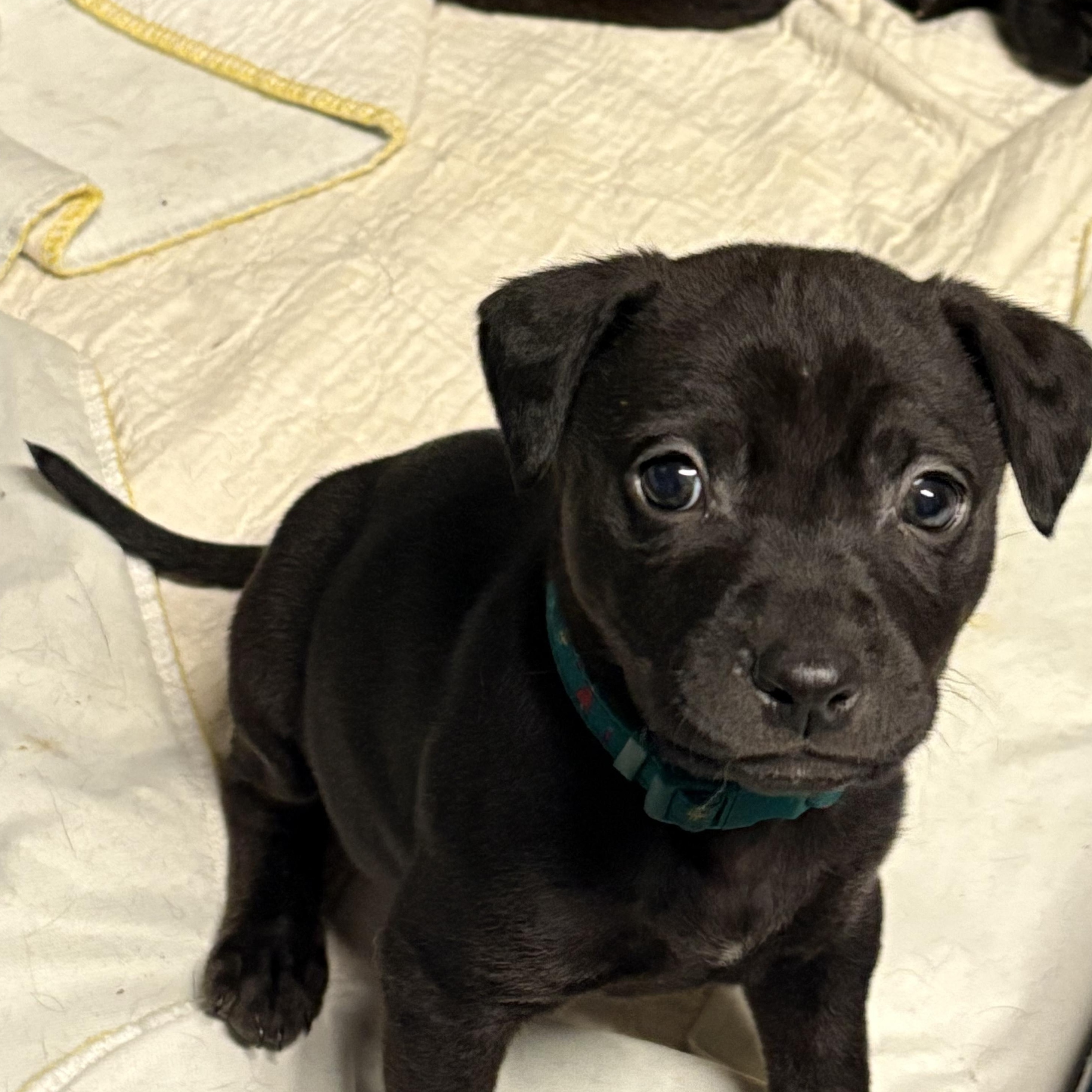 Enlarge Kevin, a ADOPTABLE Mixed Breed in Saskatoon, SK image 3/6