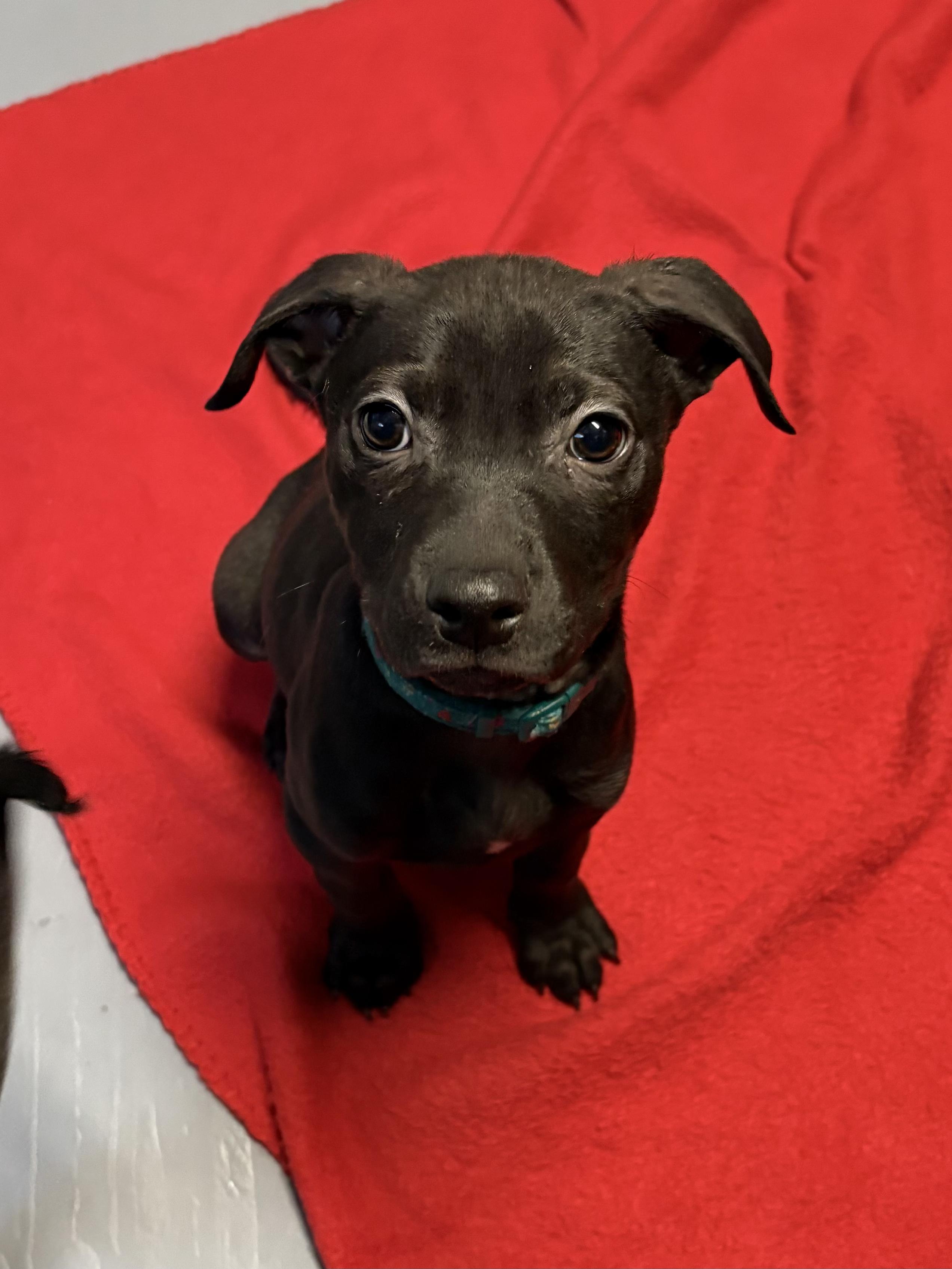 Kevin, ADOPTABLE, Puppy Male Mixed Breed.