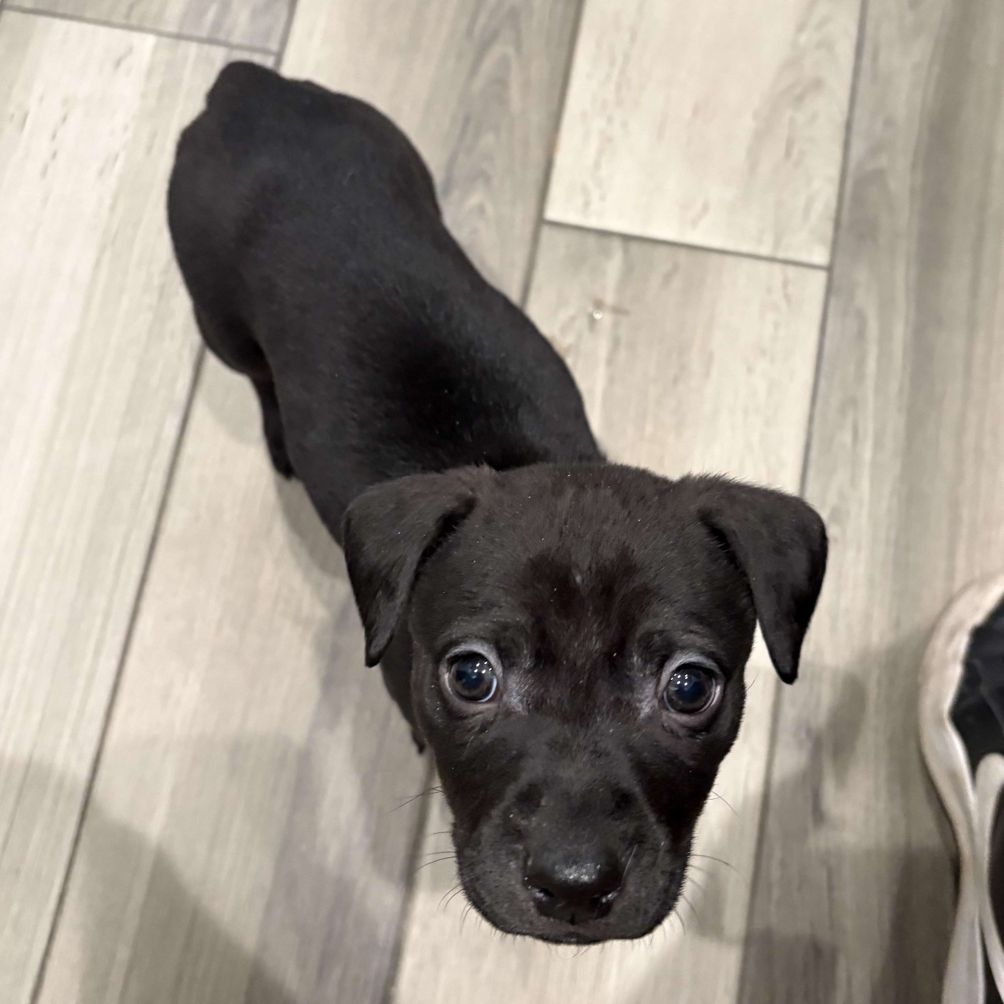 Enlarge Kevin, a ADOPTABLE Mixed Breed in Saskatoon, SK image 4/6