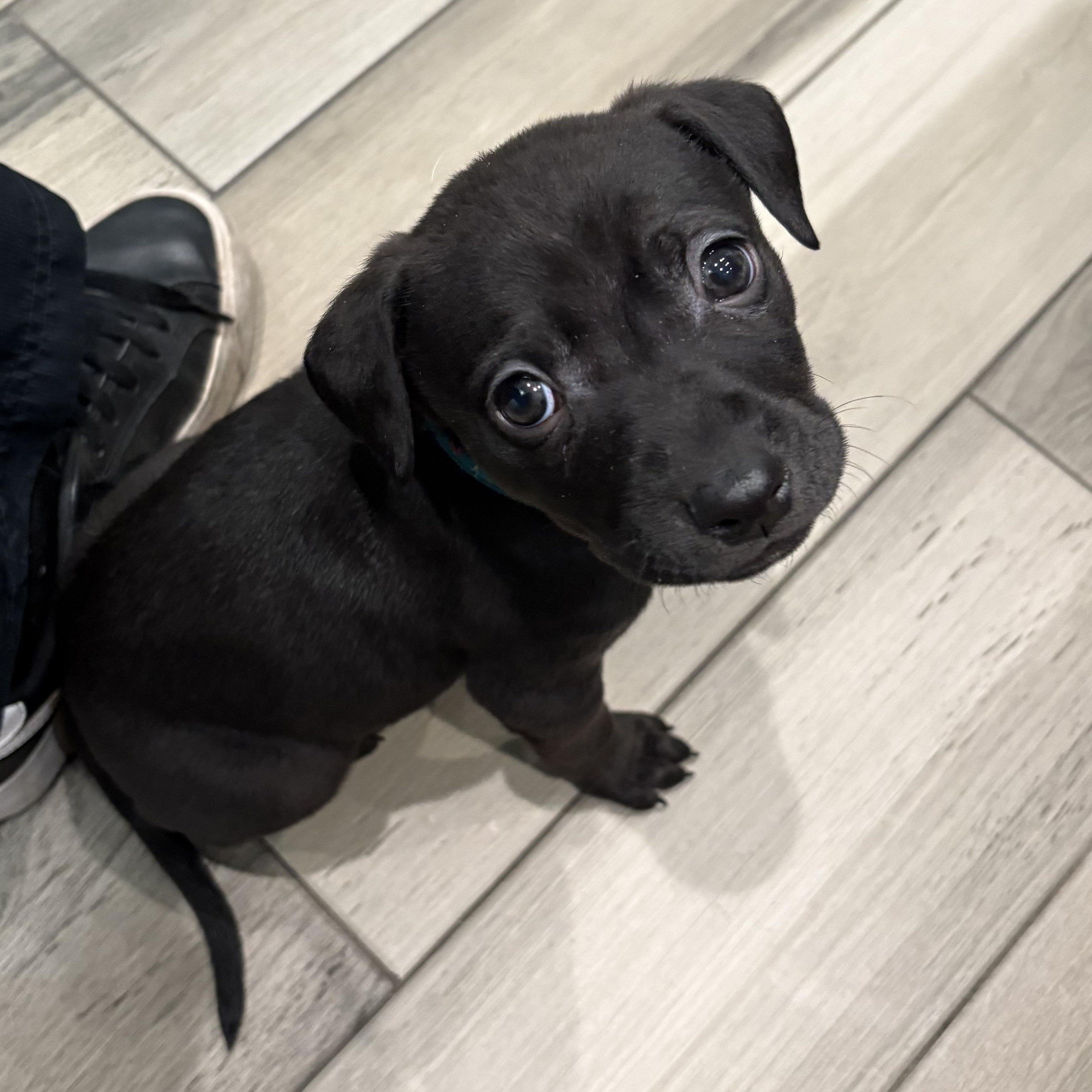 Enlarge Kevin, a ADOPTABLE Mixed Breed in Saskatoon, SK image 5/6