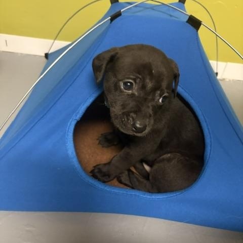 Enlarge Kevin, a ADOPTABLE Mixed Breed in Saskatoon, SK image 6/6