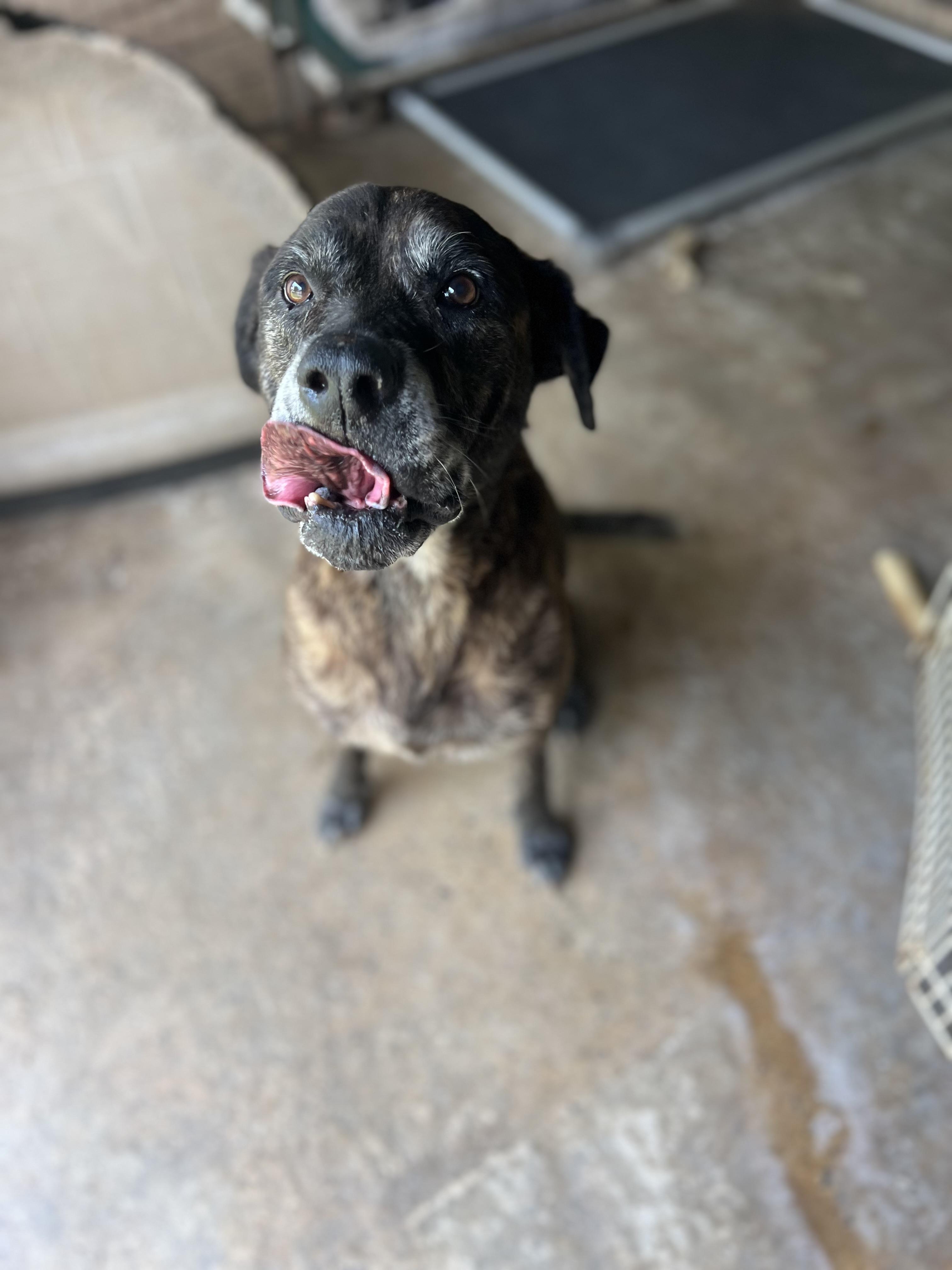 Goku, Adoptable, Senior Male Mastiff.