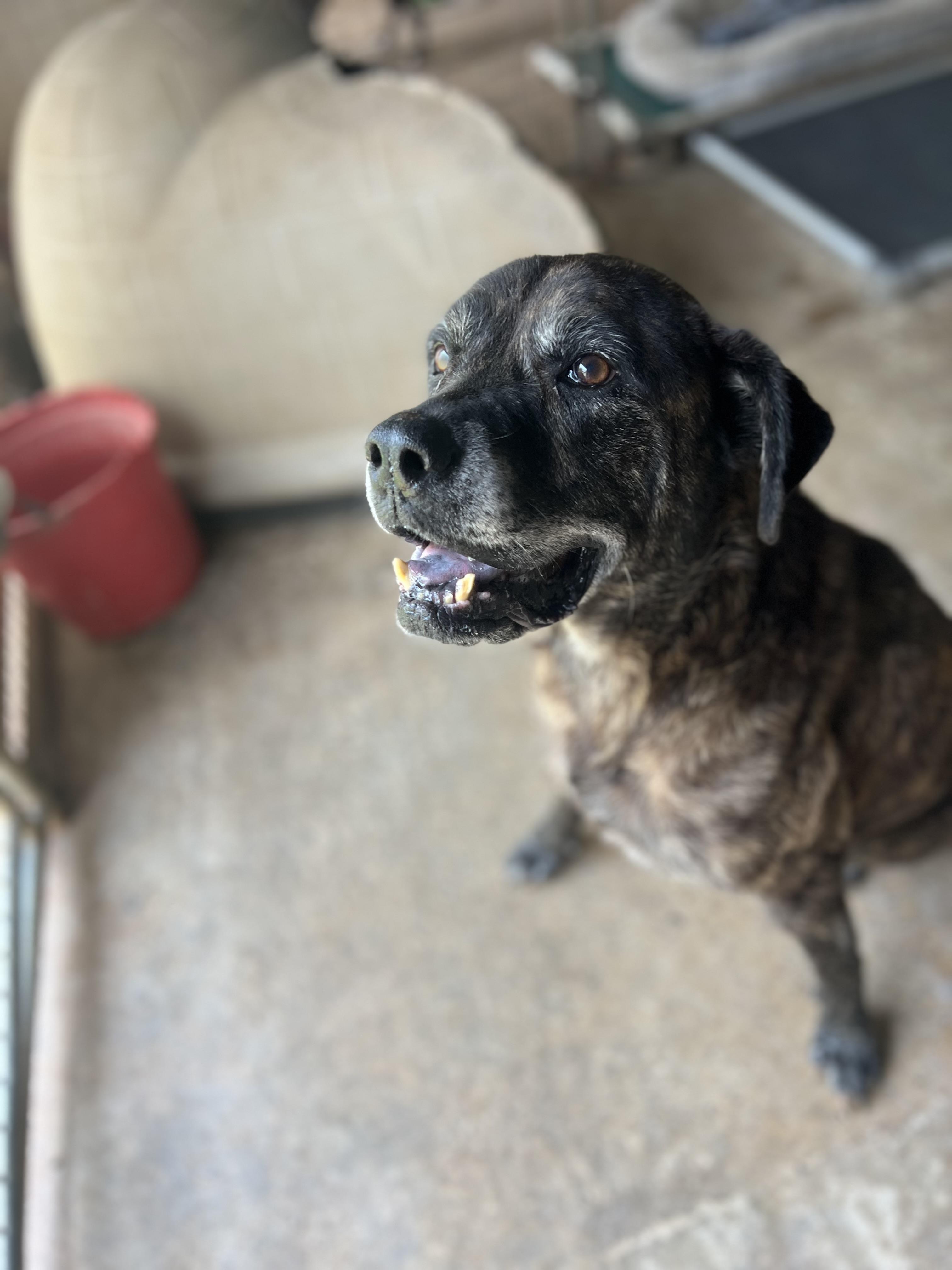 Enlarge Goku, a Adoptable mixed breed image 2/6